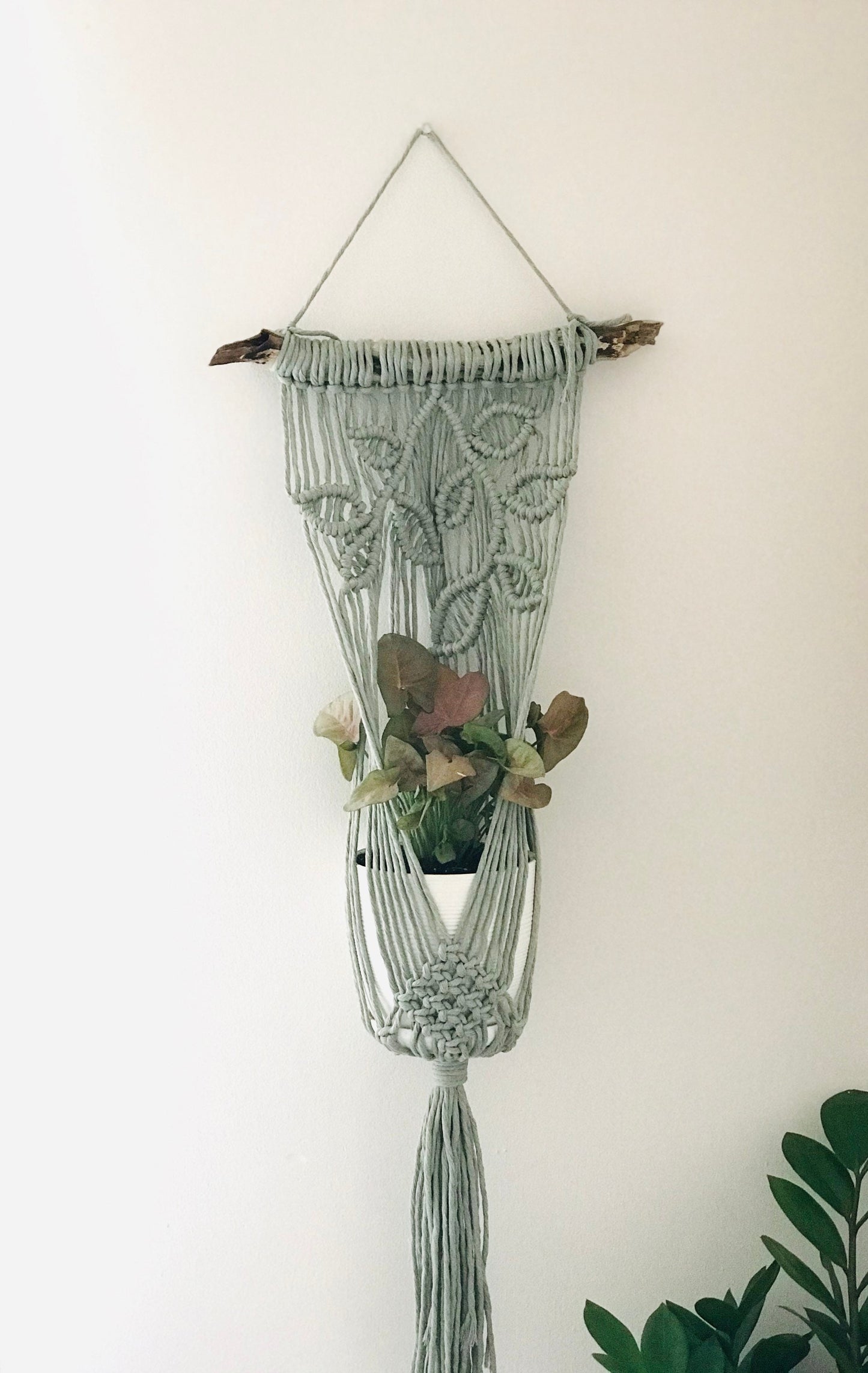 Macrame plant hanger with a plant against a white wall