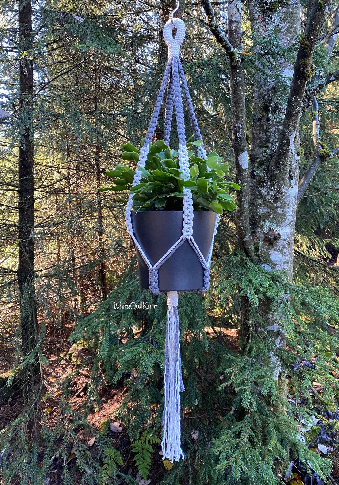 Macrame plant hanger with a plant in a forest setting