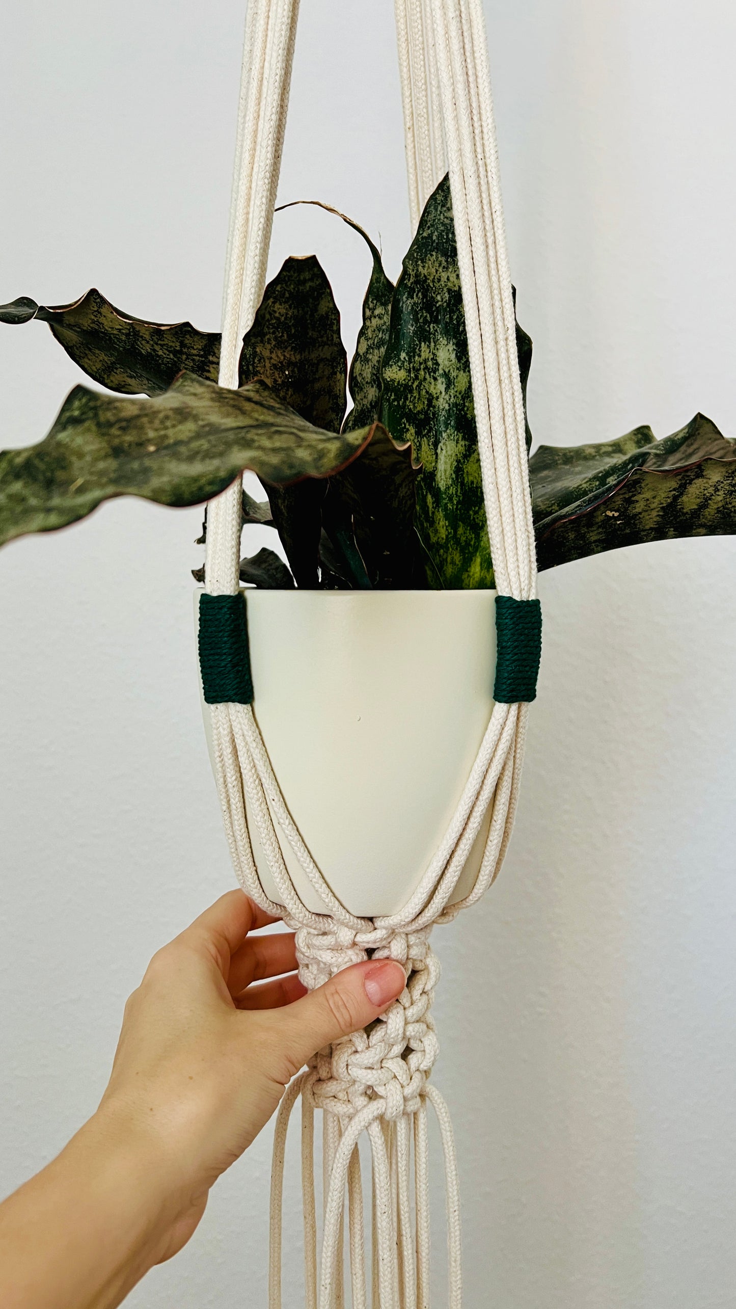 Hand holding a plant in a macrame hanger against a plain background