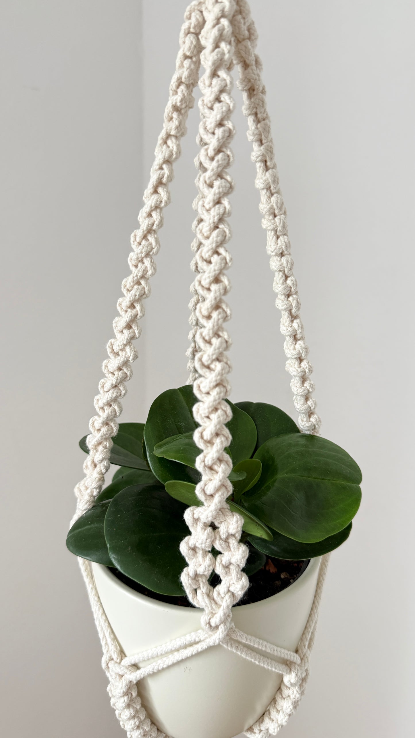 Hanging plant holder with a potted plant on a plain background