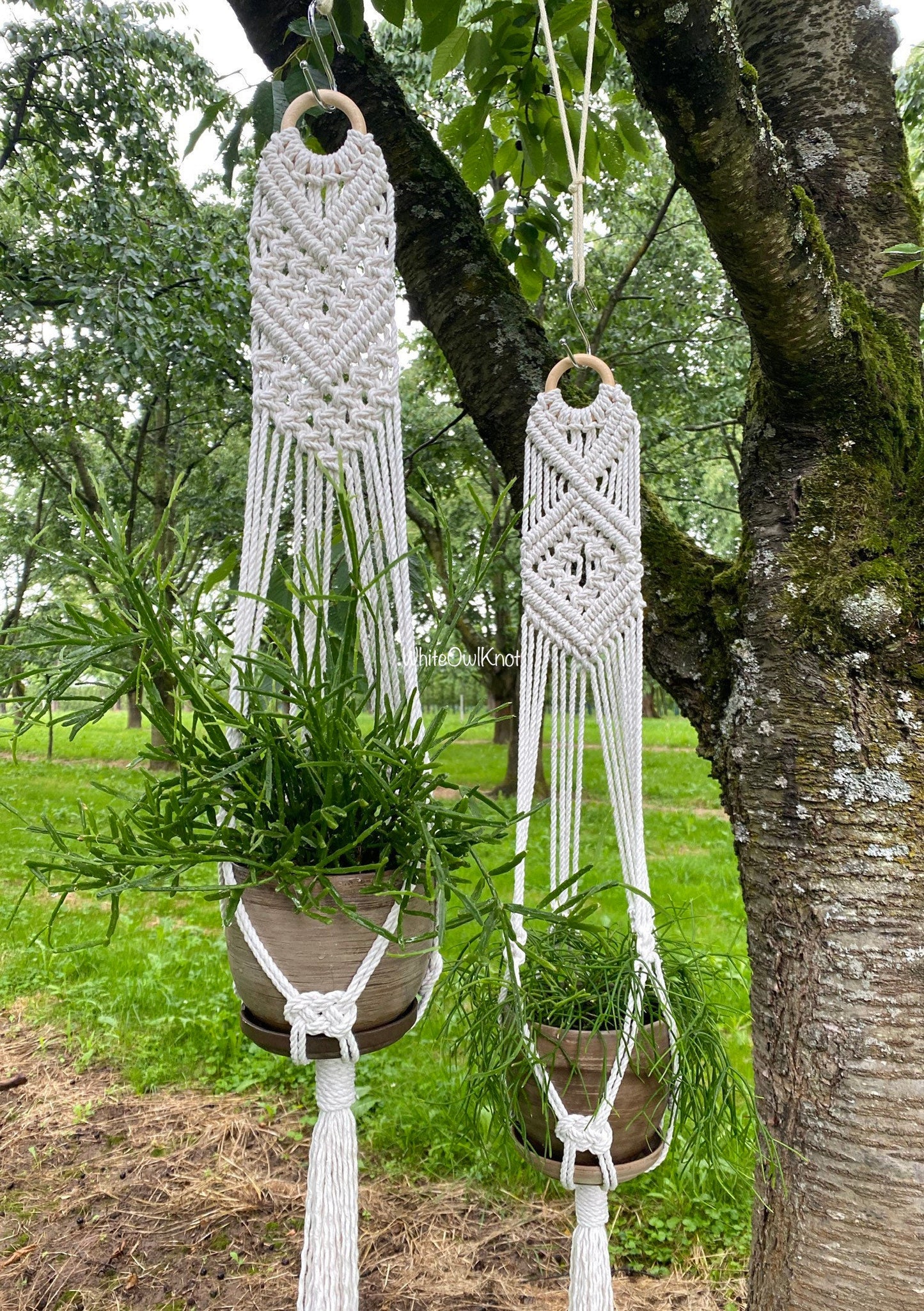 Two macrame plant hangers hanging from a tree with plants inside.