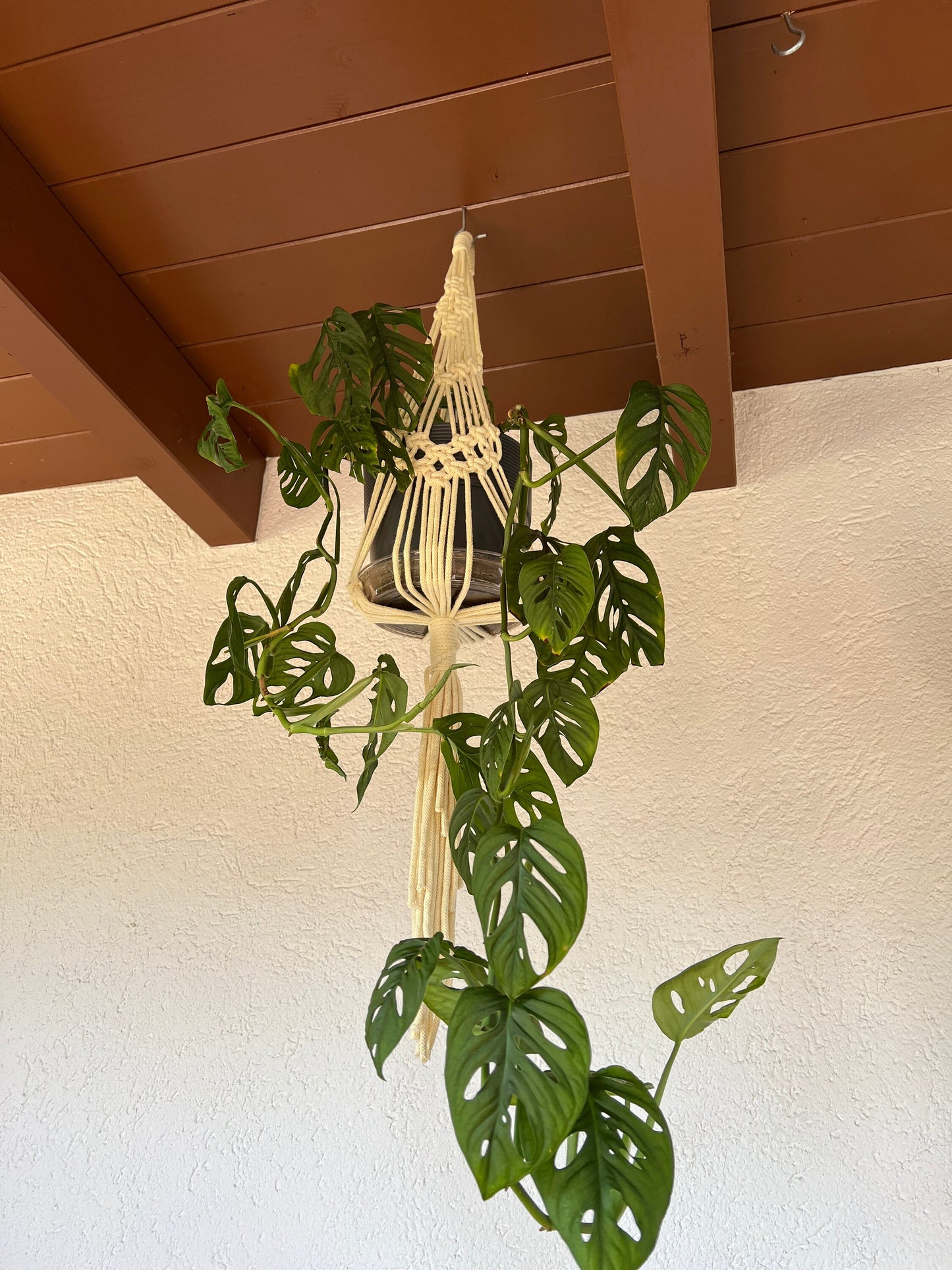 Hanging plant in a macrame hanger against a white wall with wooden ceiling.