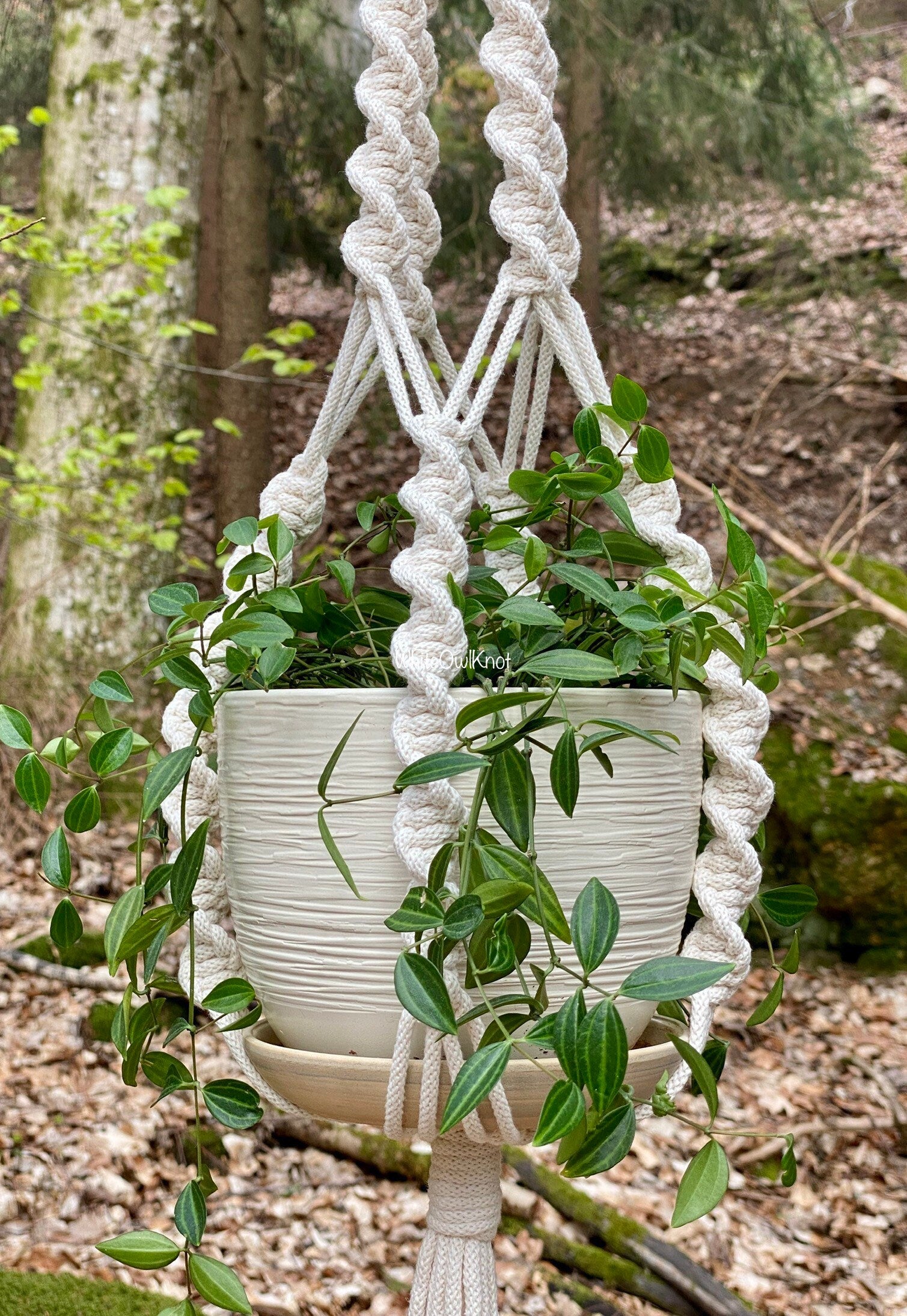Macrame plant hanger with a plant in a forest setting