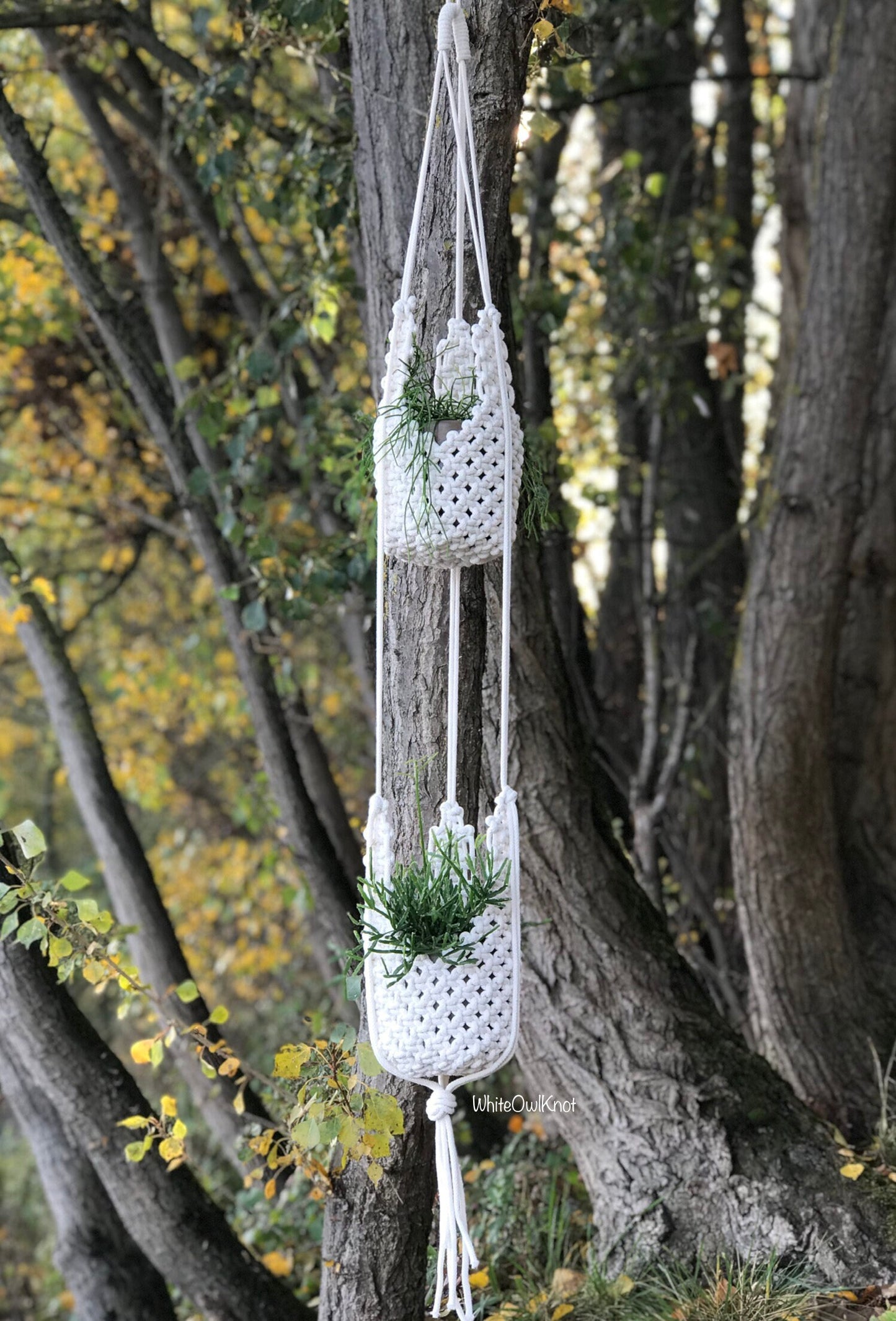 Macrame plant hanger with plants hanging from a tree