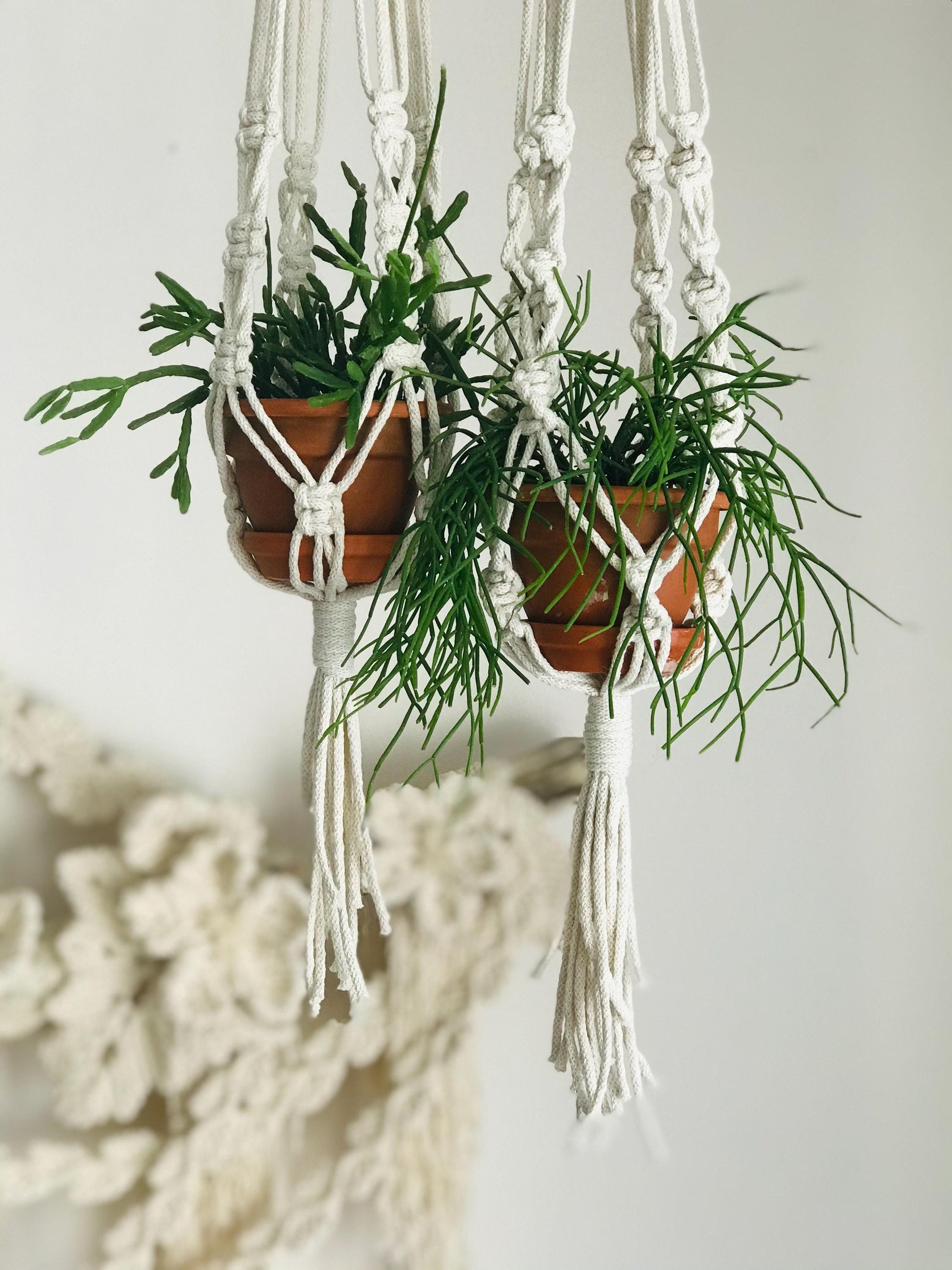 Two potted plants hanging from a macrame plant hanger against a white background.