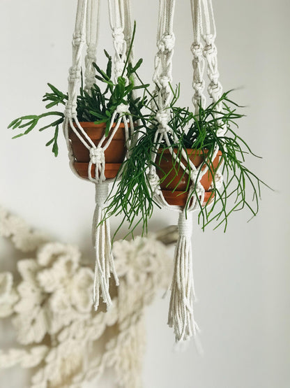 Two potted plants hanging from a macrame plant hanger against a white background.