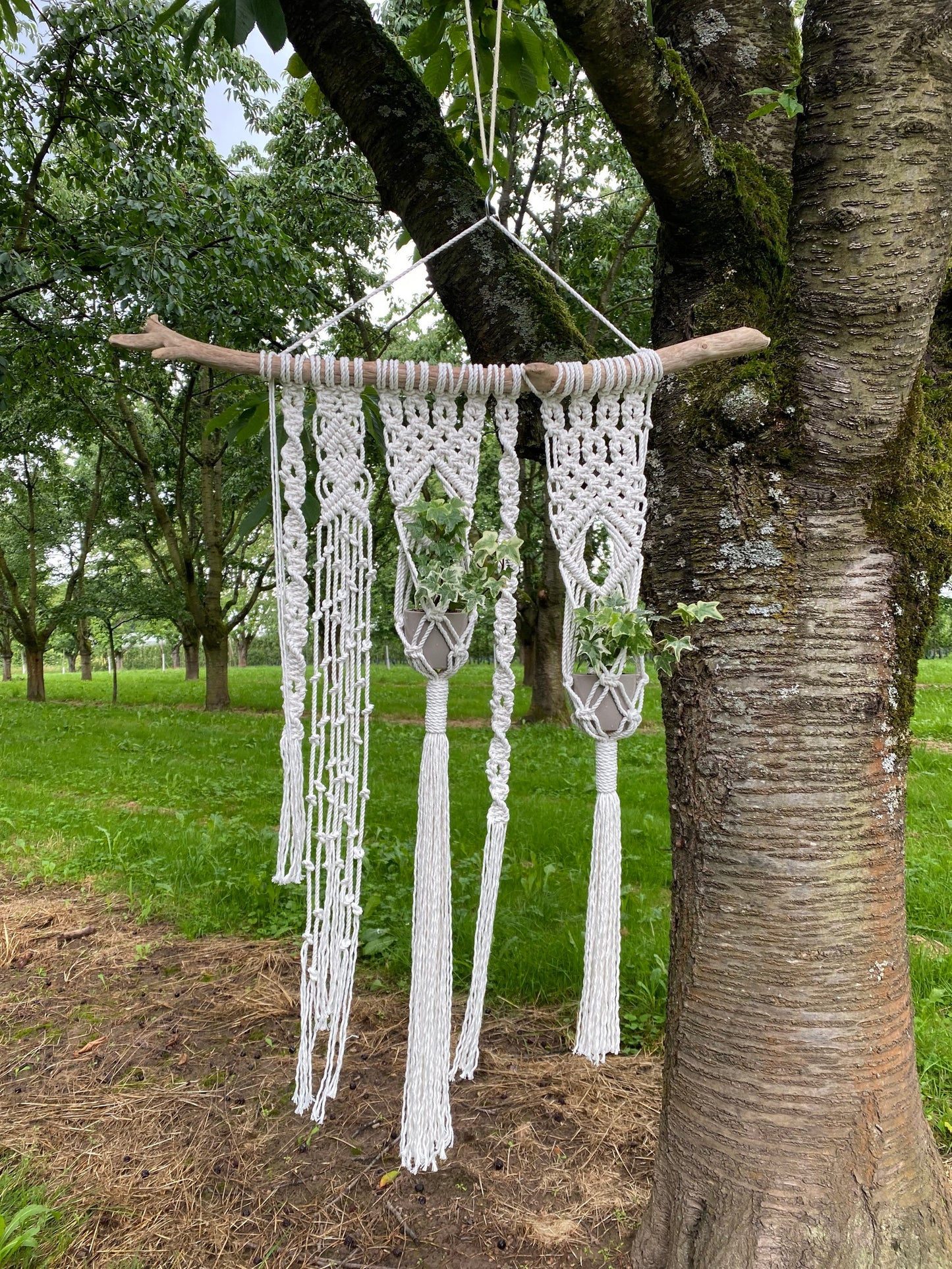  macrame wall hanging planter hanging from a tree branch outdoors.