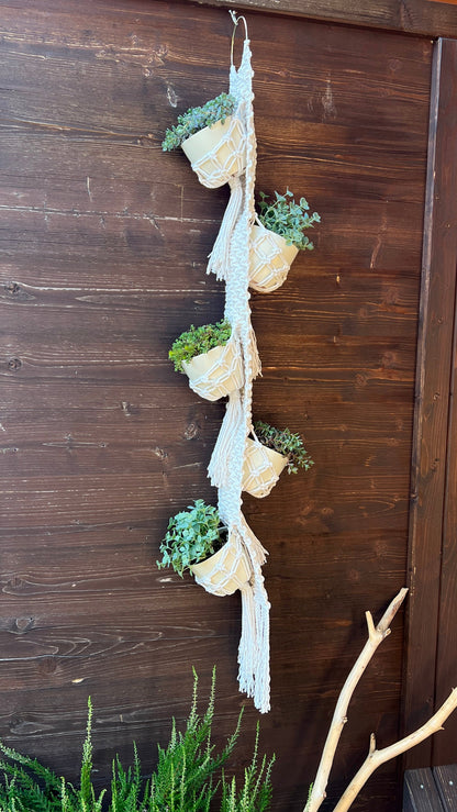 Macrame plant hanger with succulents against a wooden wall