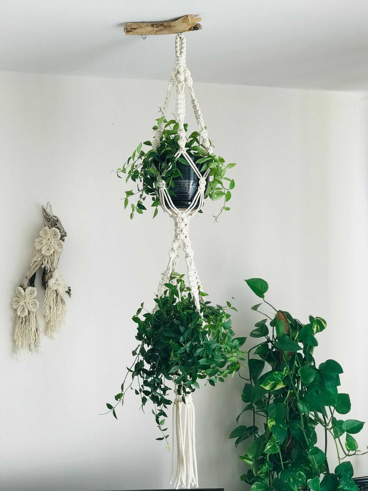 Hanging double plant holder with green plants against a white wall