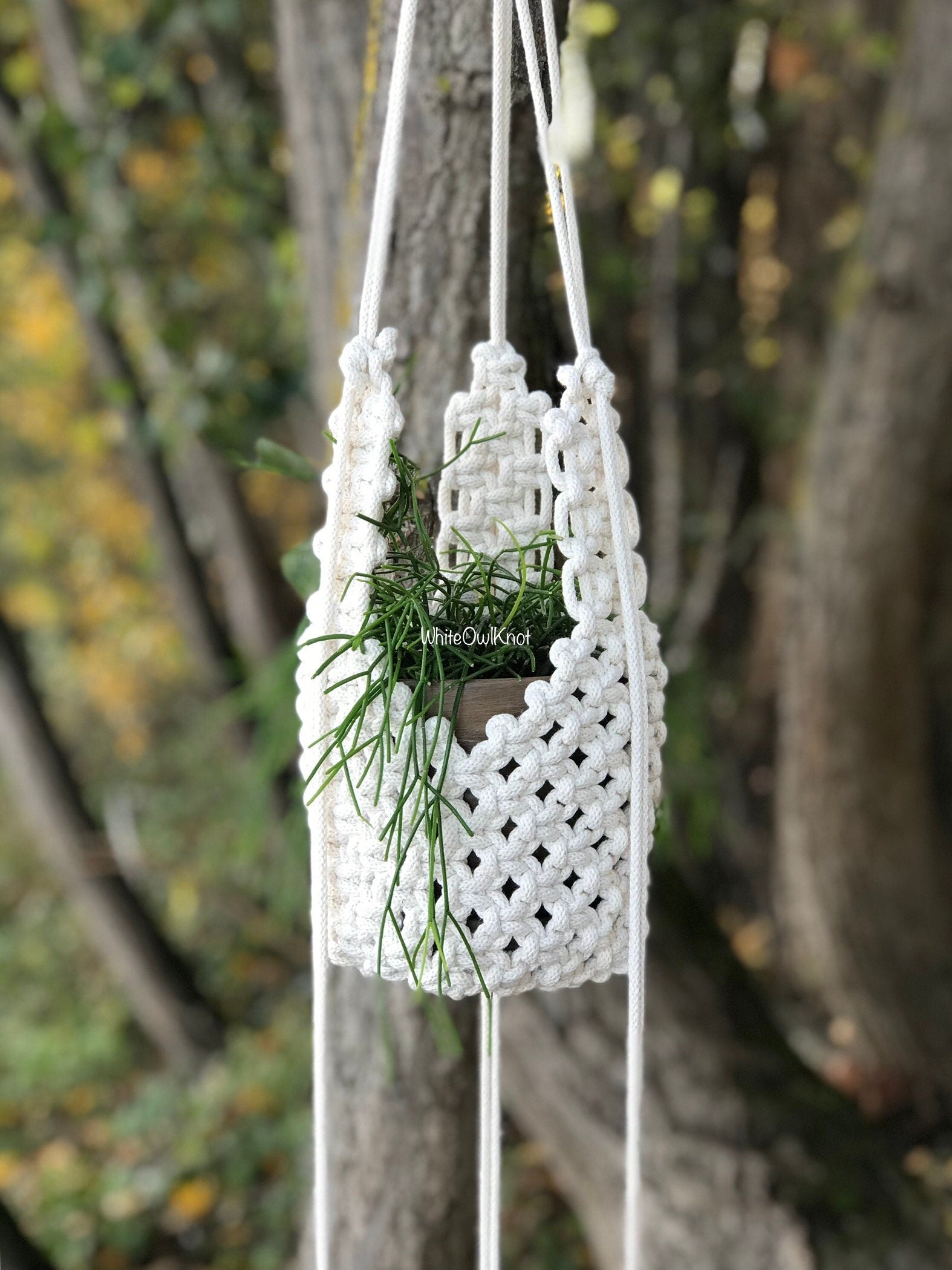 White macrame plant hanger with a small plant hanging from a tree