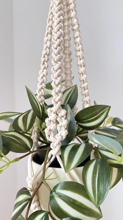 Hanging plant with striped leaves in a macrame hanger against a plain background