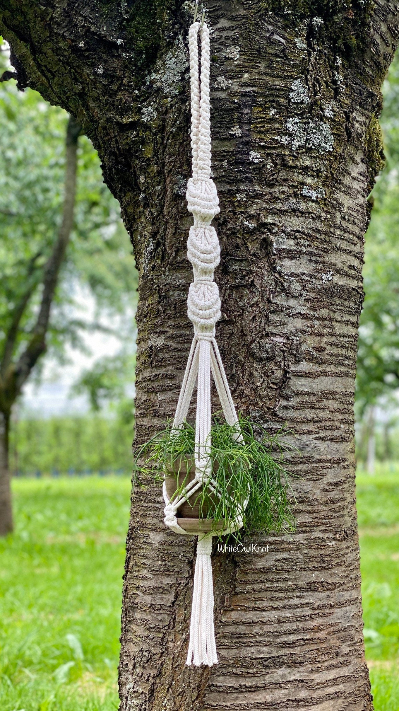 Macrame plant hanger with a plant hanging from a tree
