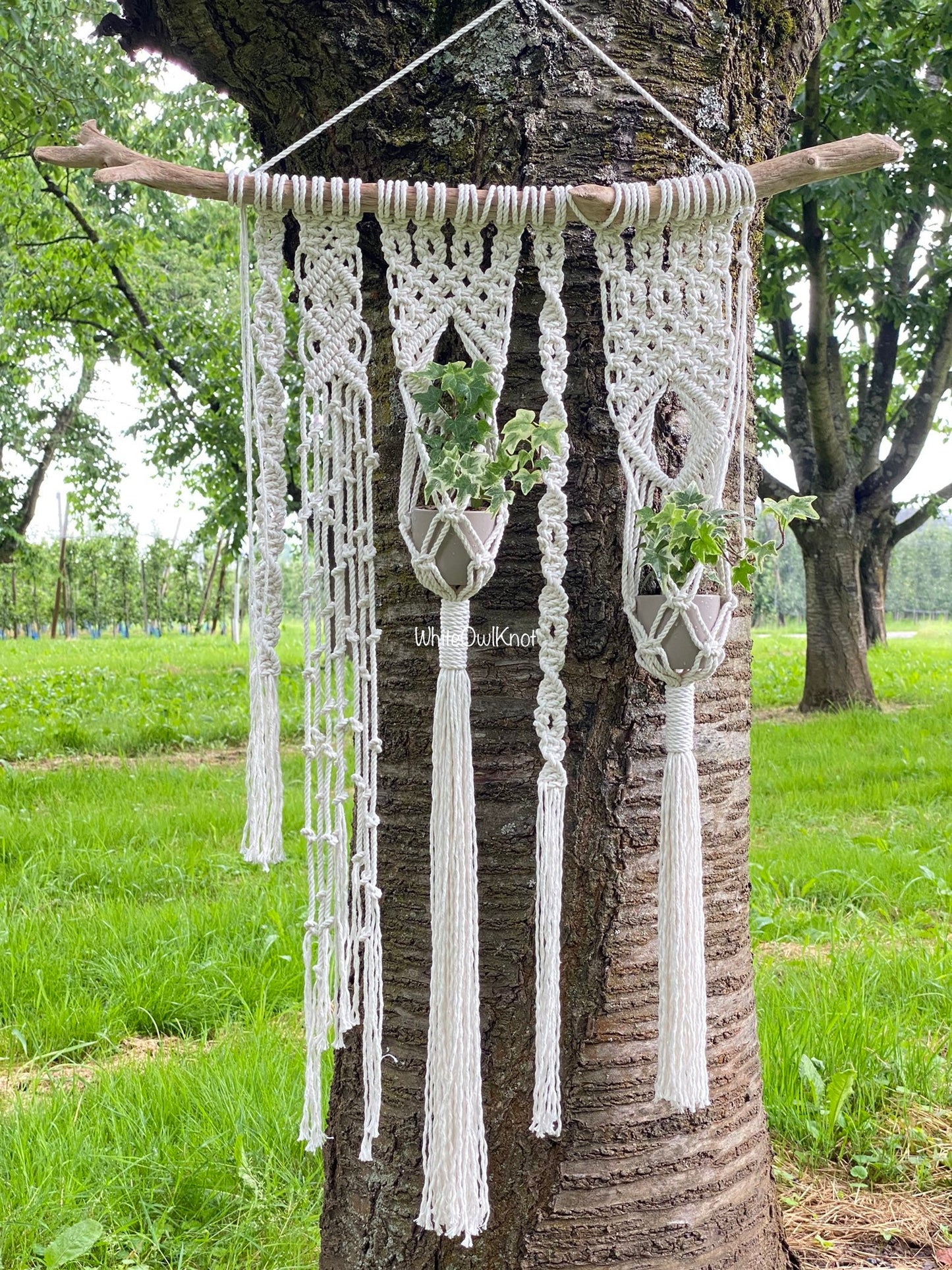 Macrame wall planter on a tree branch with a natural outdoor background
