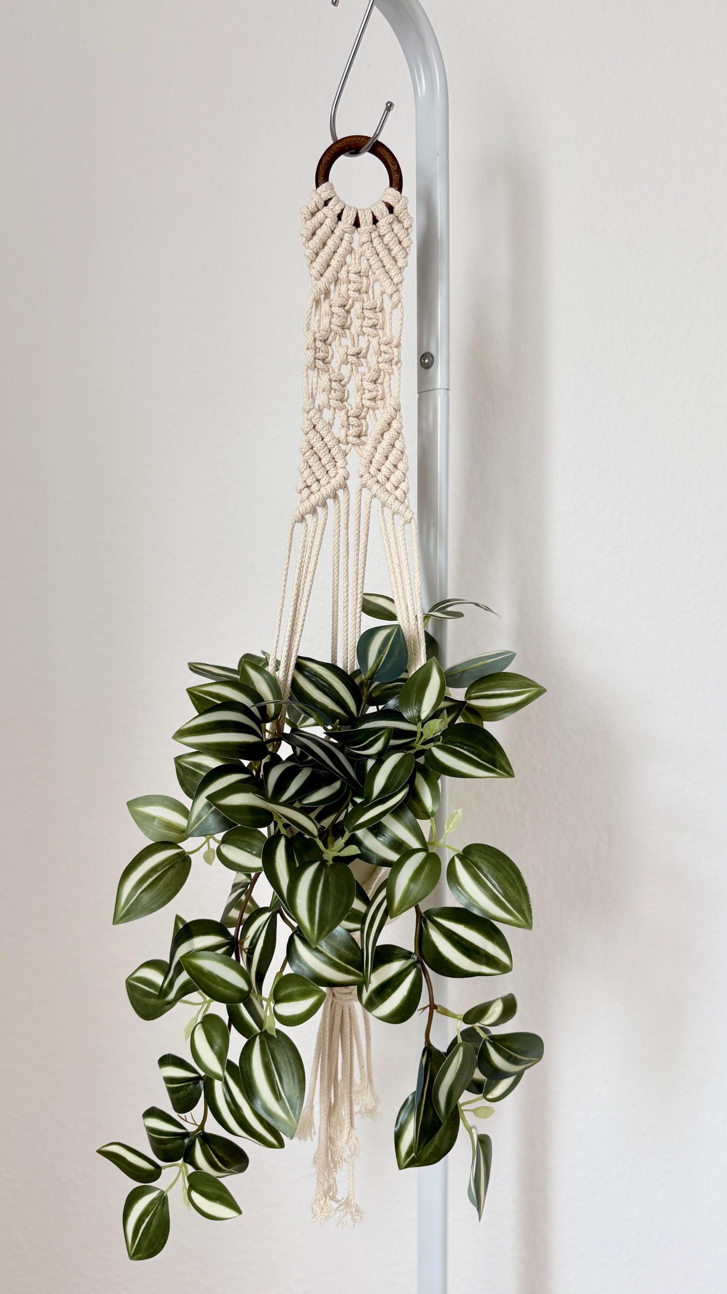 Hanging plant with macrame plant hanger against a white wall