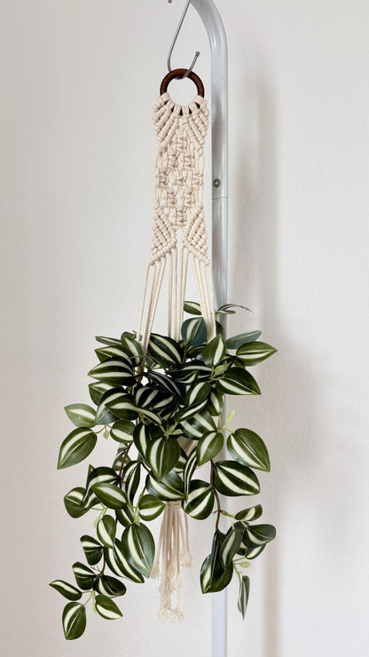Hanging plant with macrame plant hanger against a white wall