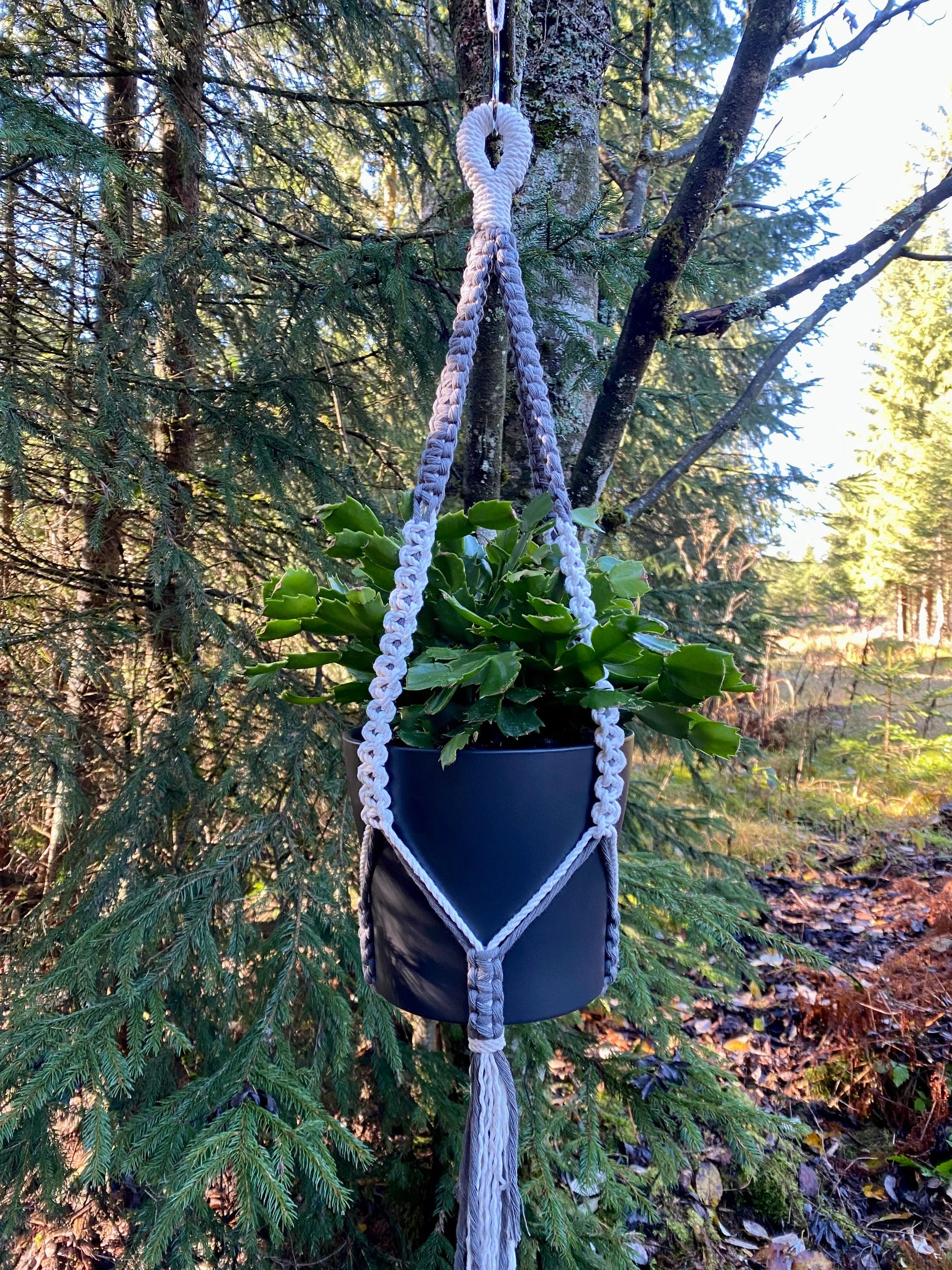 Macrame plant hanger with a potted plant hanging from a tree in a forest setting.