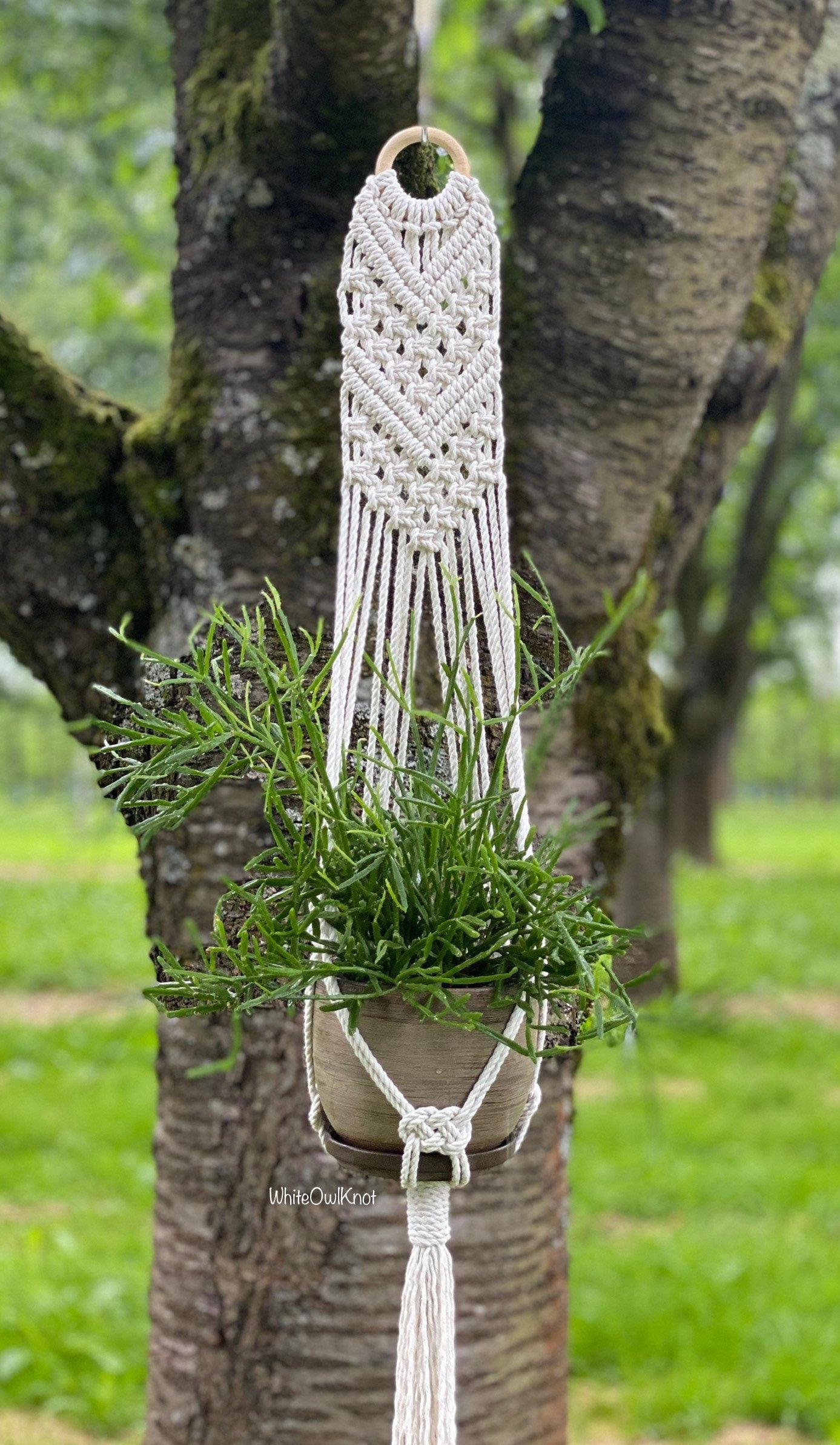 Macrame plant hanger with a plant hanging from a tree