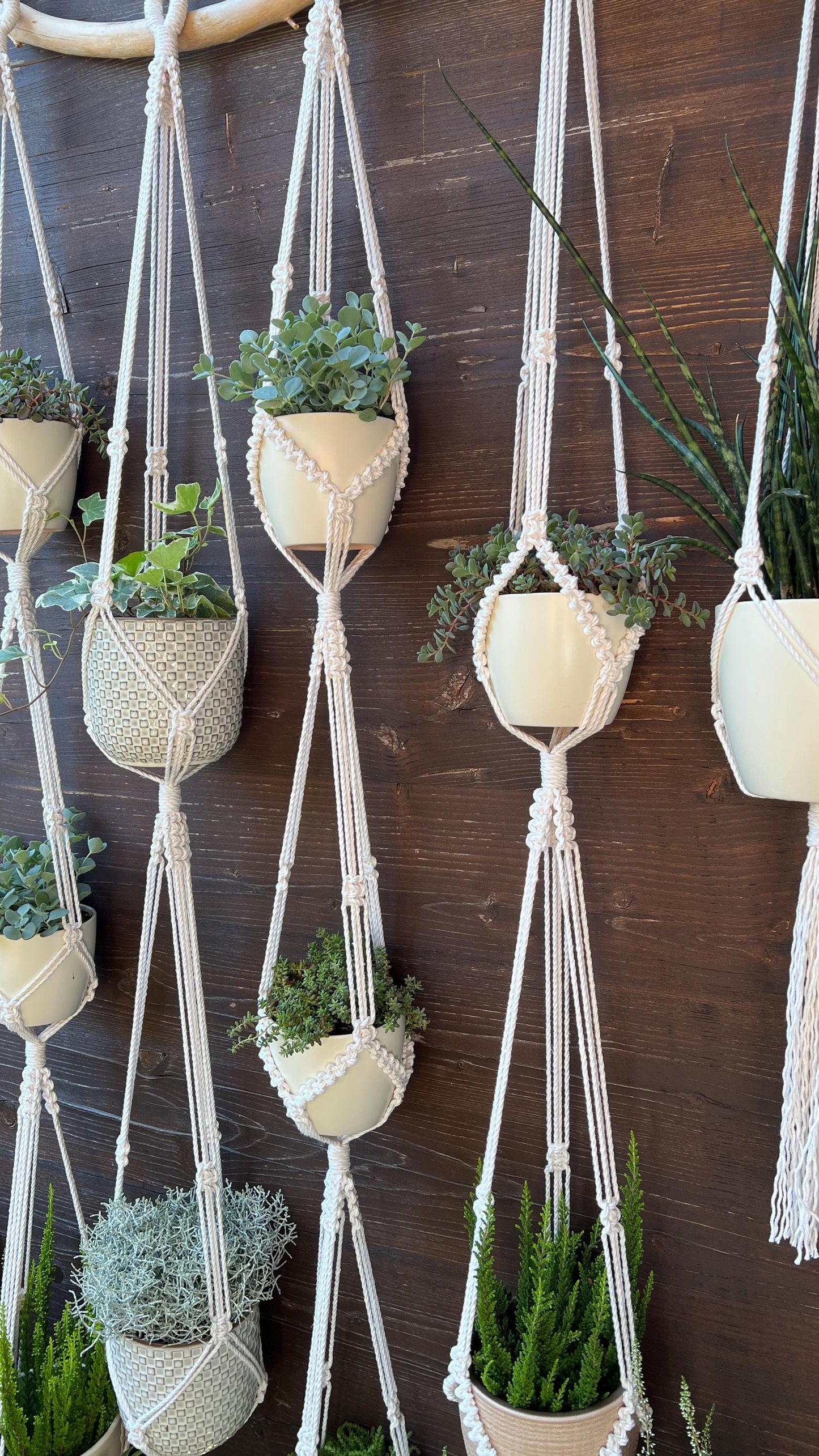 Hanging planters with macrame ropes on a wooden wall