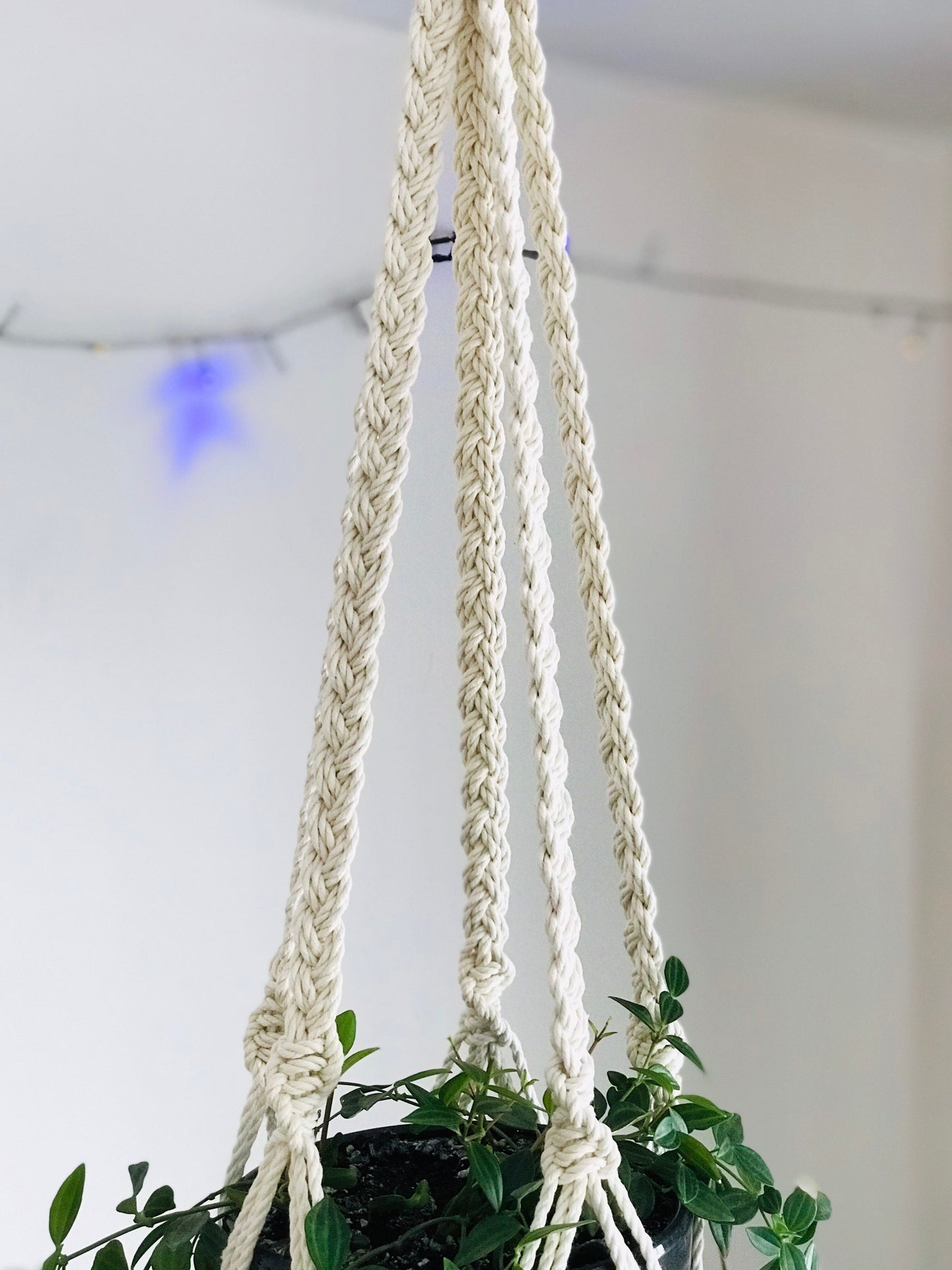 Macrame plant hanger with a plant against a white background