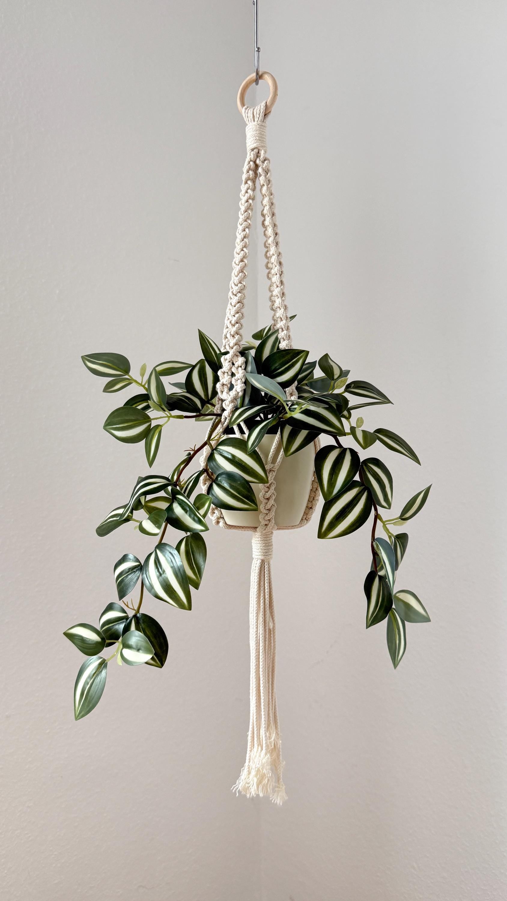 Hanging plant with macrame hanger against a plain background