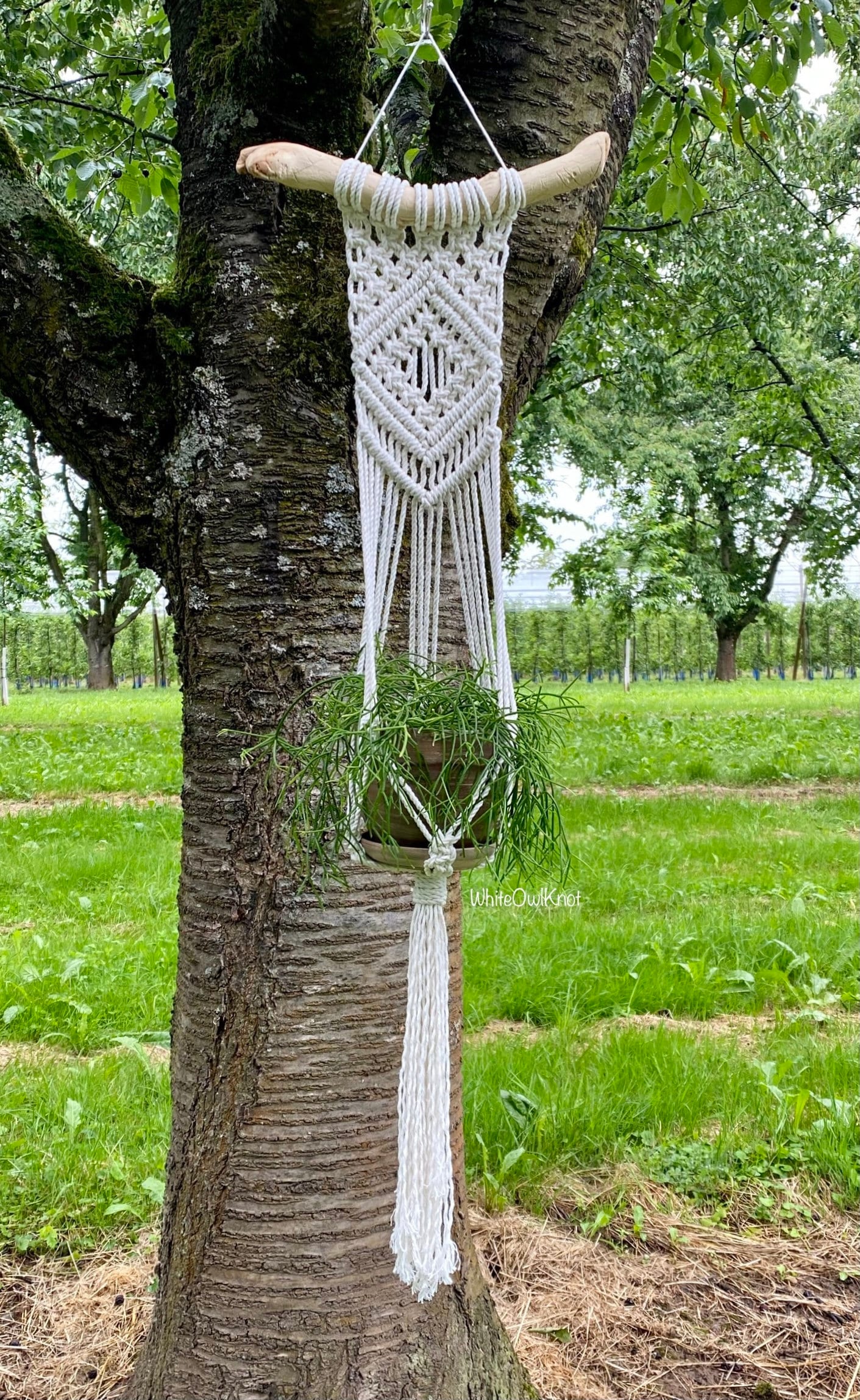 Macrame plant hanger with a decorative pattern hanging from a tree in a grassy outdoor setting.