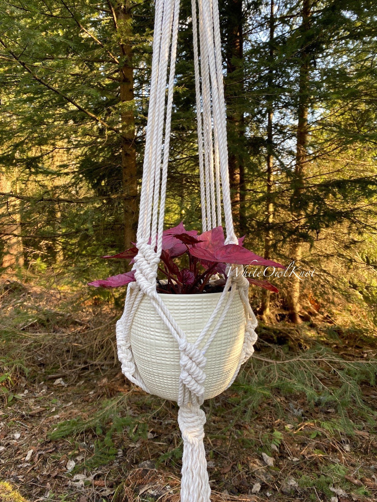 Macrame plant hanger with a plant in a forest setting
