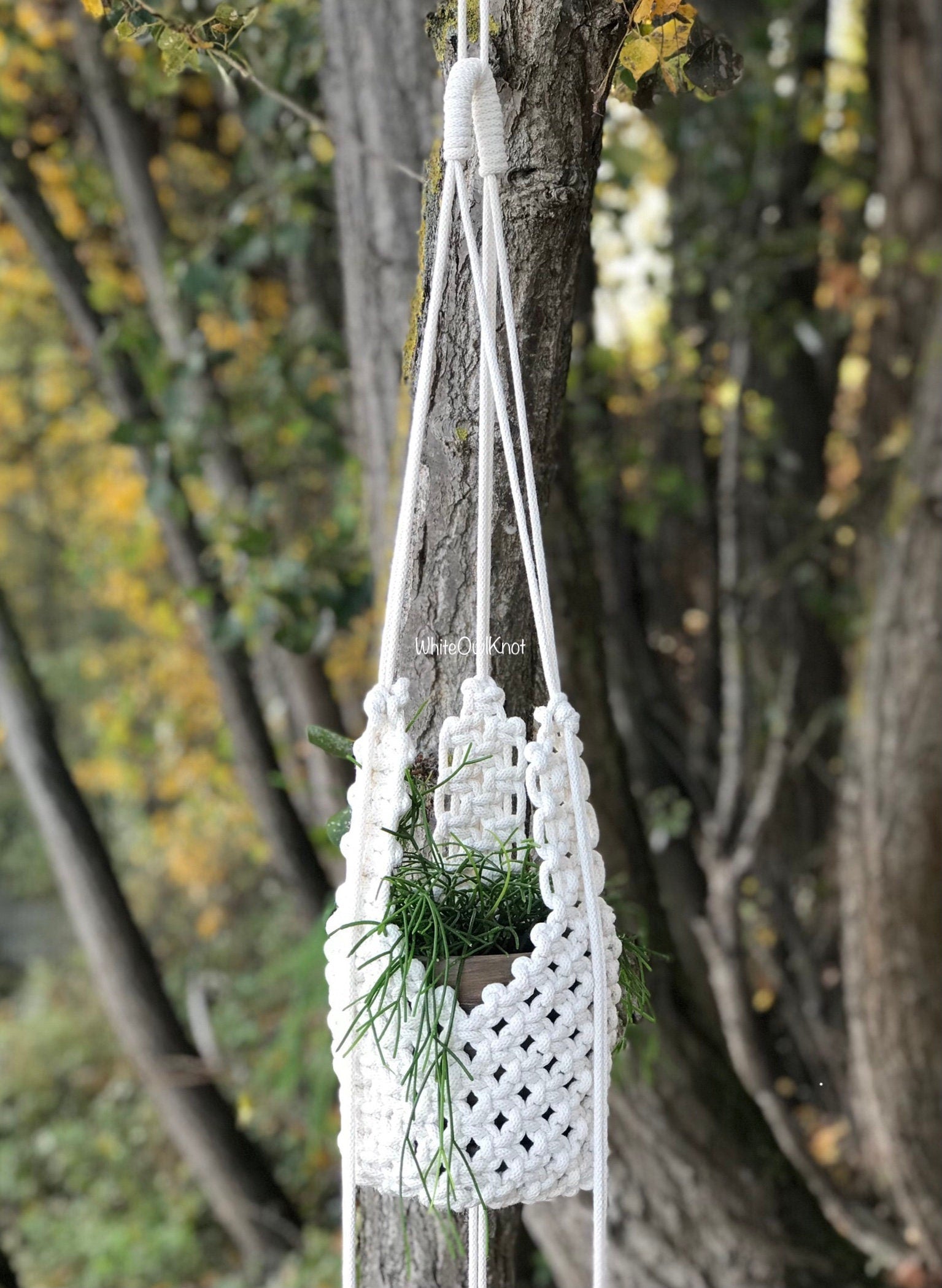 White macrame plant hanger with a plant hanging from a tree