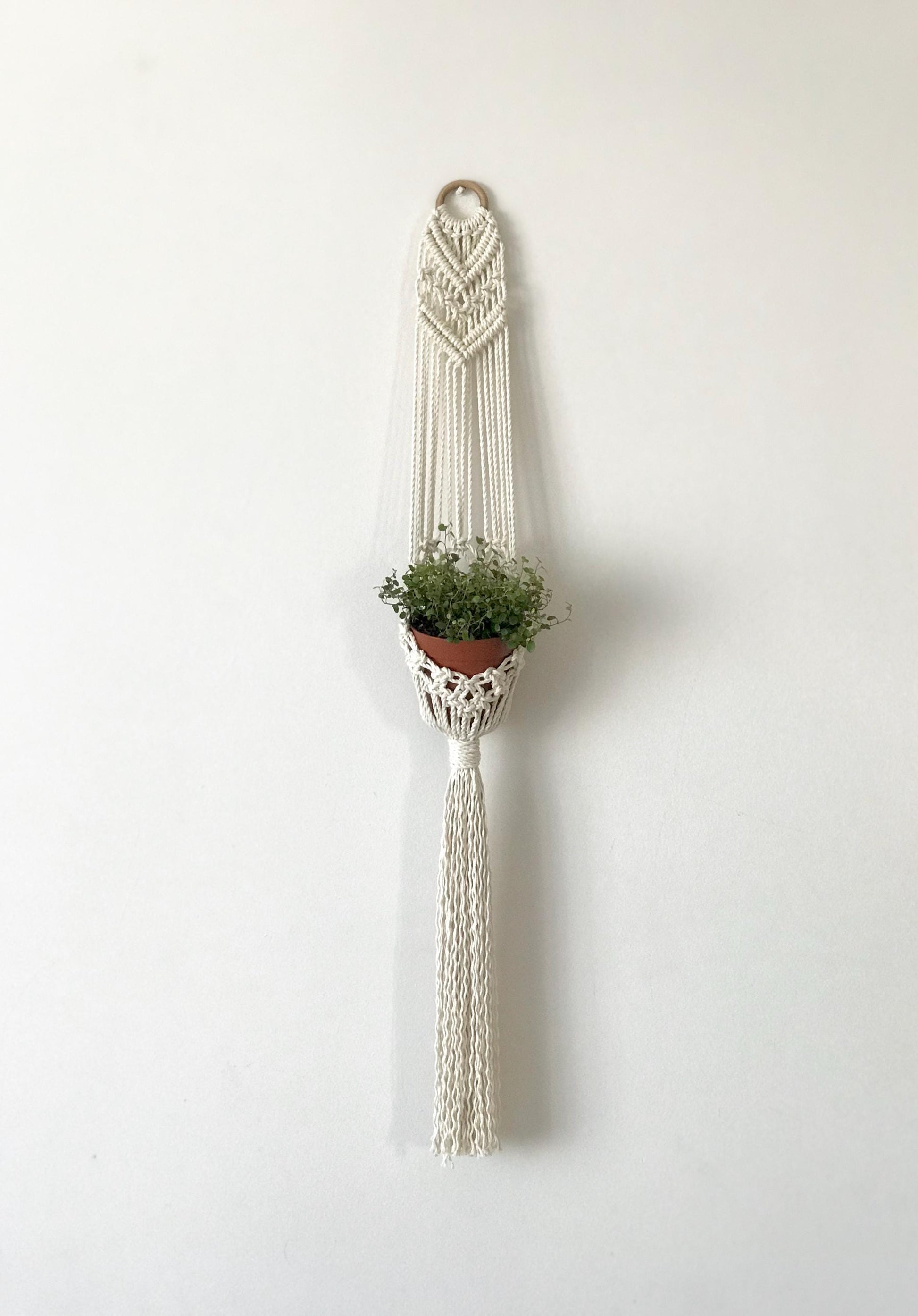 Macrame plant hanger with a plant on a white wall