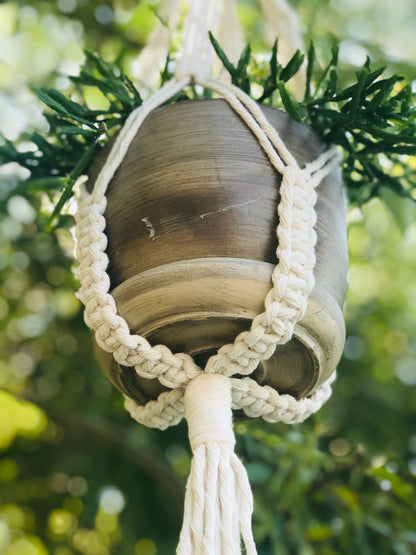 Macrame plant hanger with a shell design hanging from green foliage.