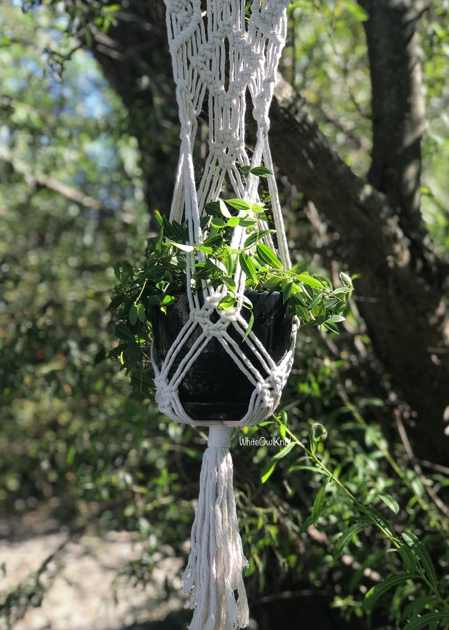 Macrame plant hanger with a plant hanging from a tree