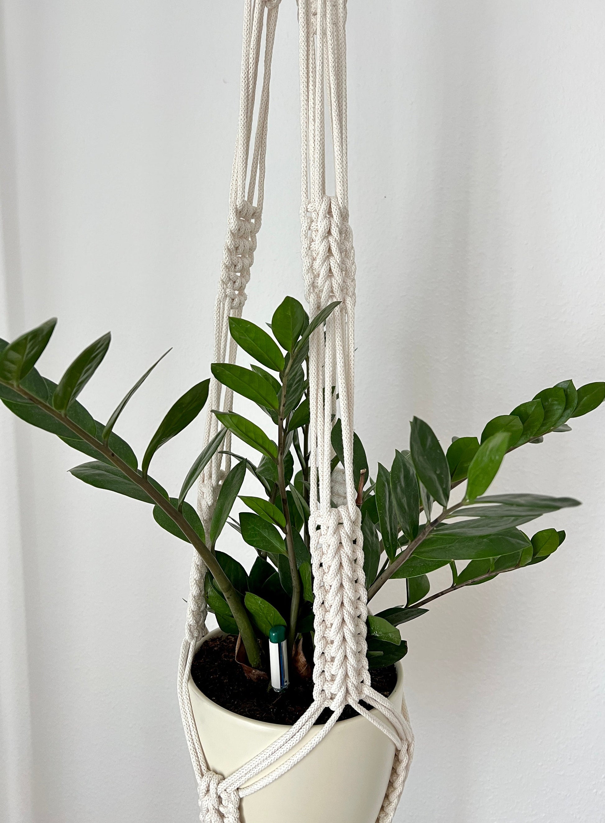 Hanging plant in a macrame holder against a white background