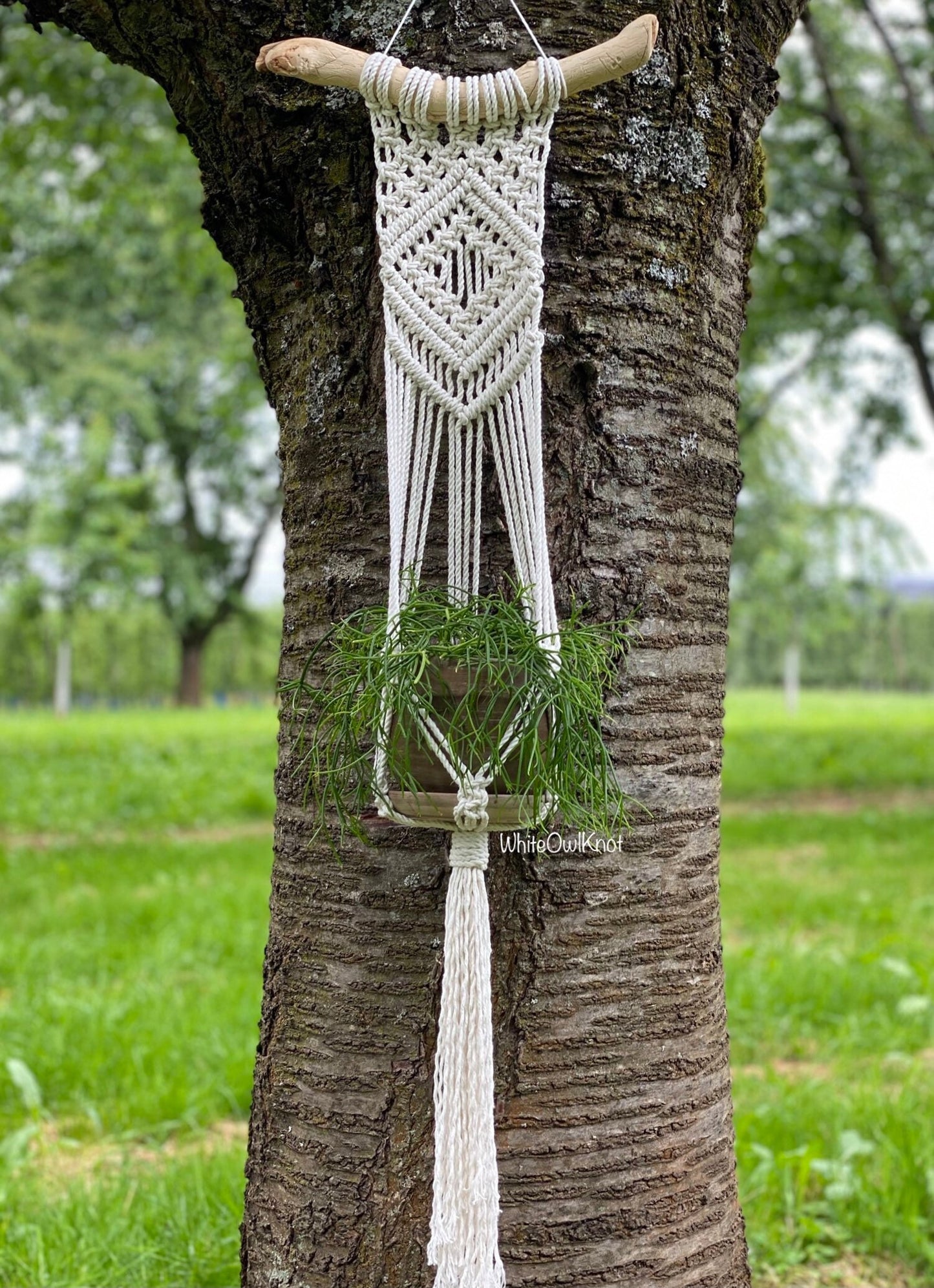 Macrame plant hanger with a plant hanging from a tree