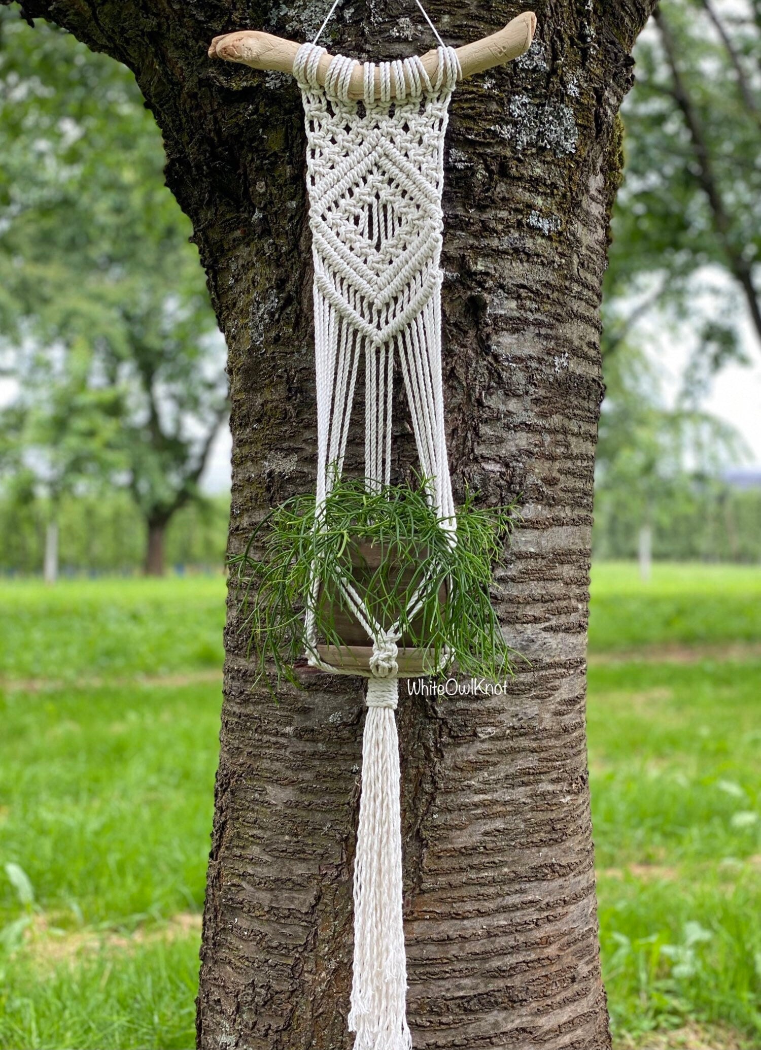 Macrame plant hanger with a plant hanging from a tree