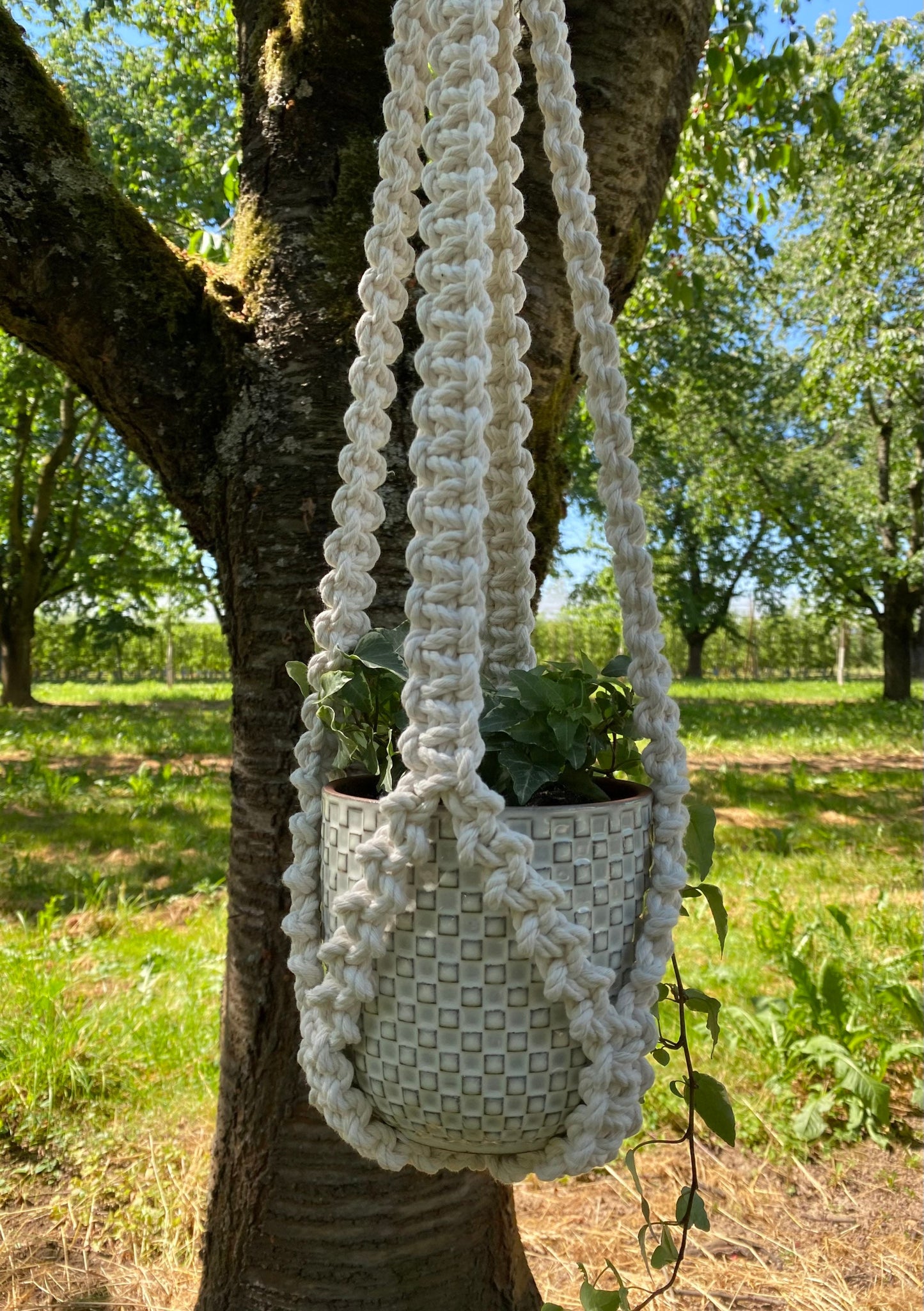 Macrame plant hanger with a woven pot hanging from a tree in an outdoor setting.