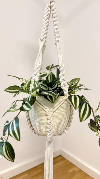 Hanging plant in a macrame holder against a white wall