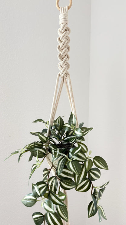 Hanging plant with a macrame holder against a plain background