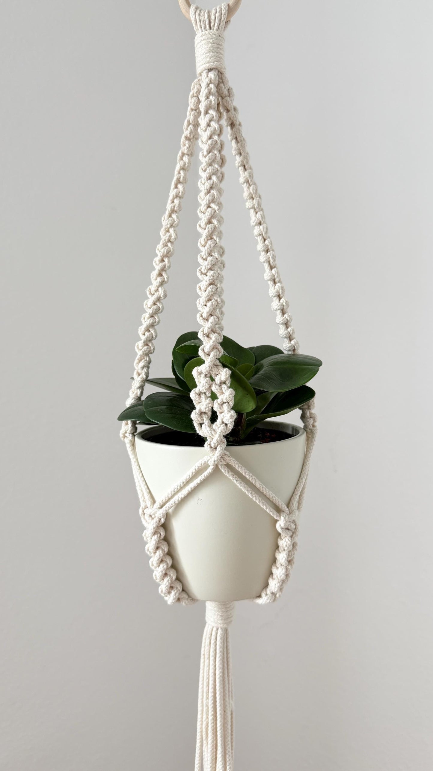 Macrame plant hanger with a white pot and green plant on a plain background
