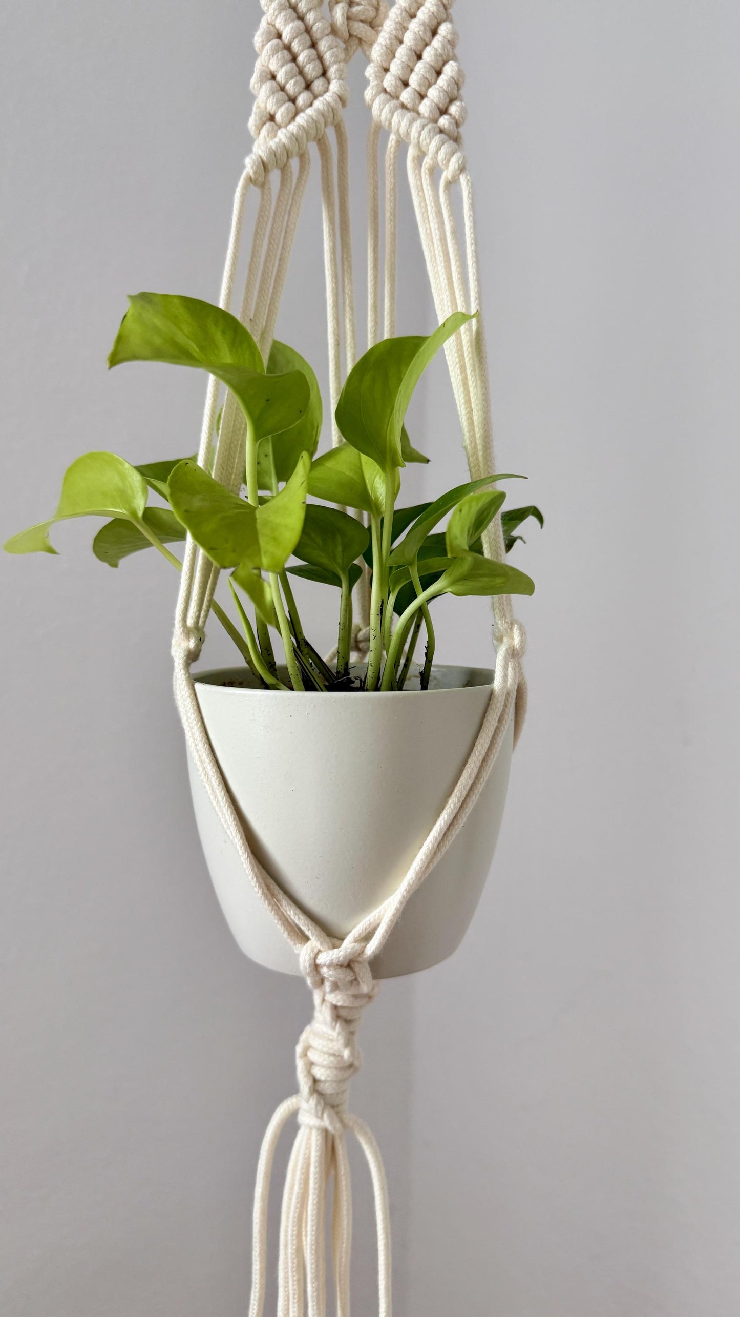 White macrame plant hanger with a green plant against a gray background