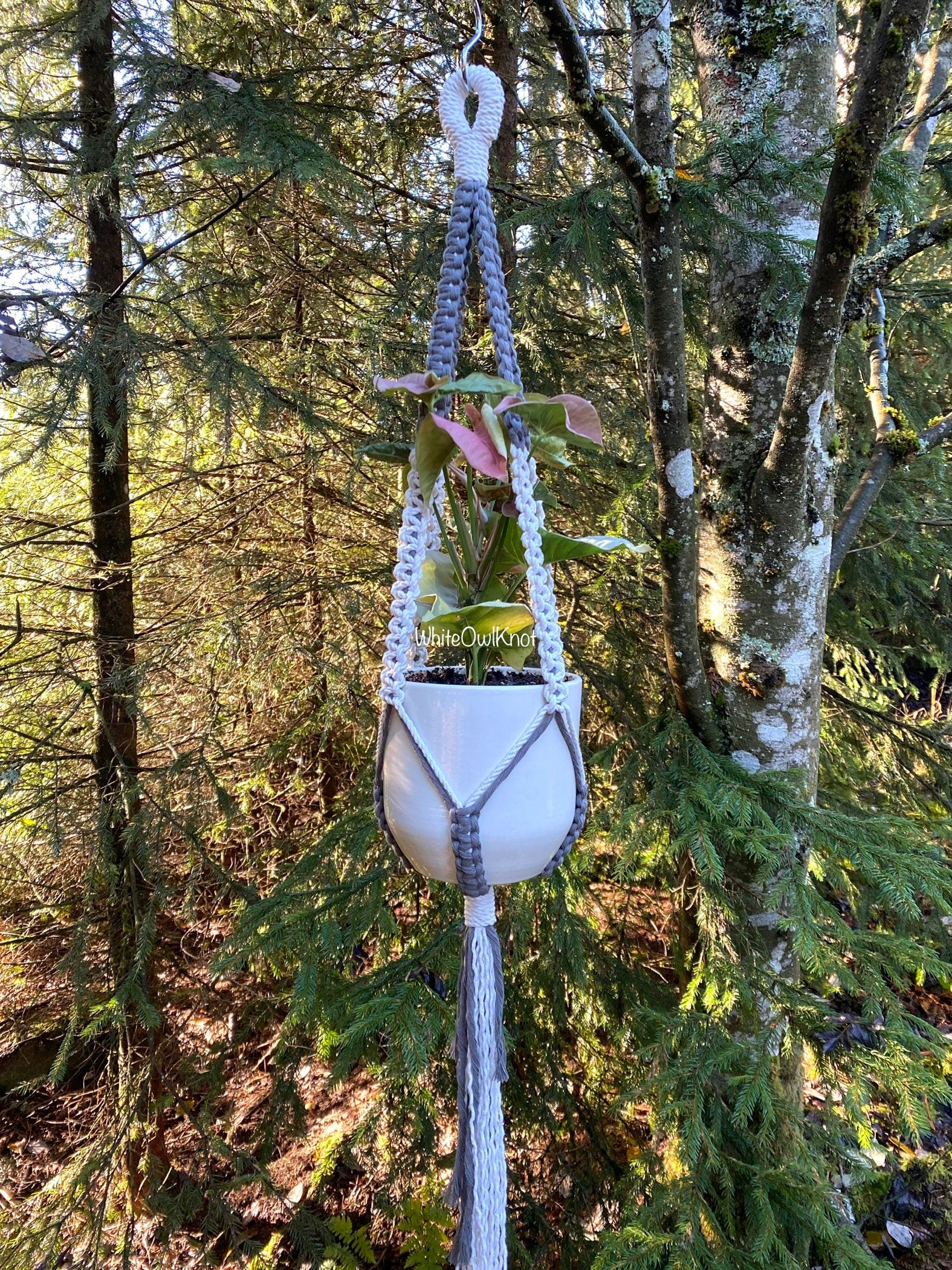 Macrame plant hanger with a plant hanging from a tree in a forest setting