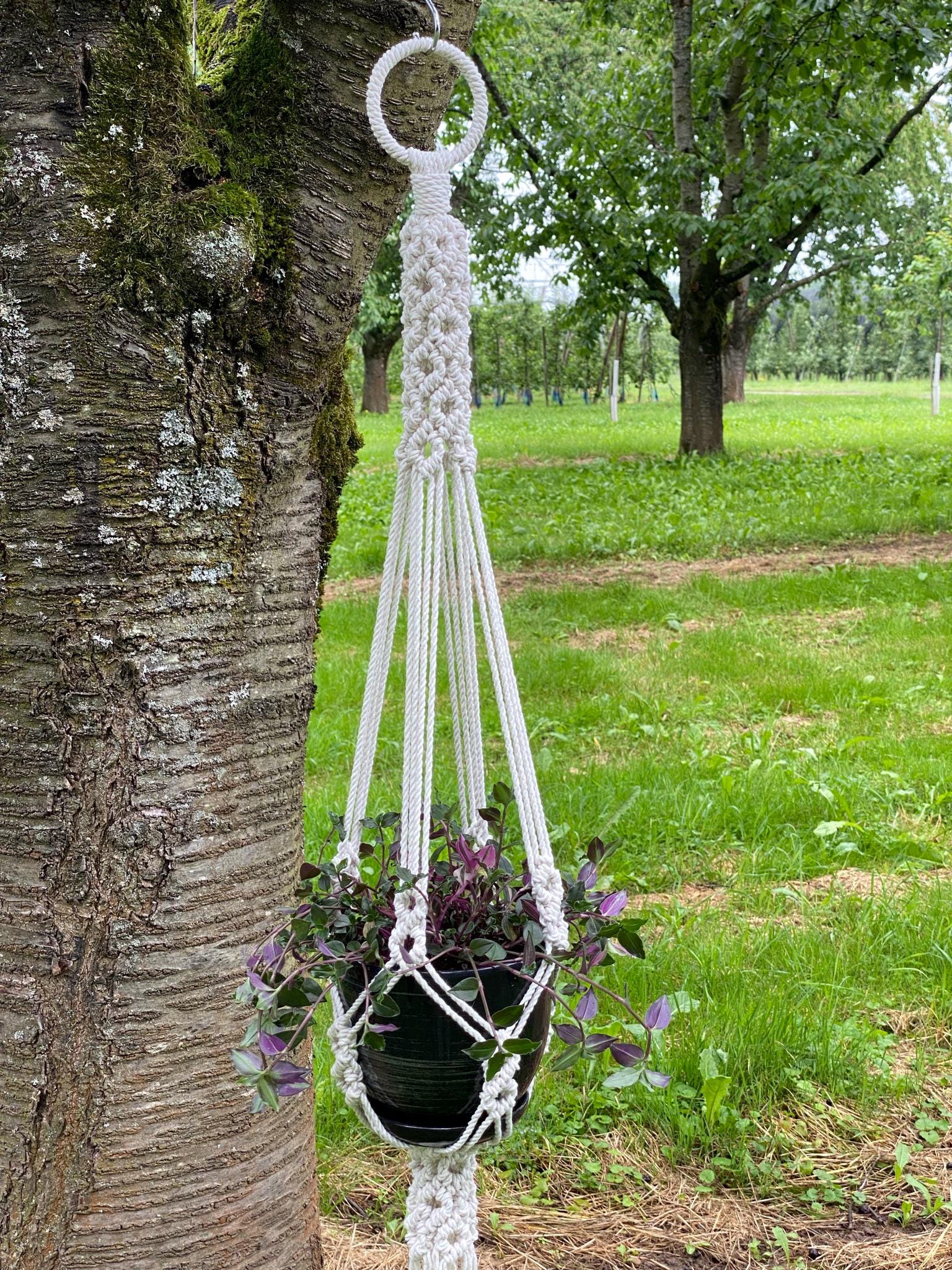 Macrame plant hanger with a plant hanging from a tree in an outdoor setting.