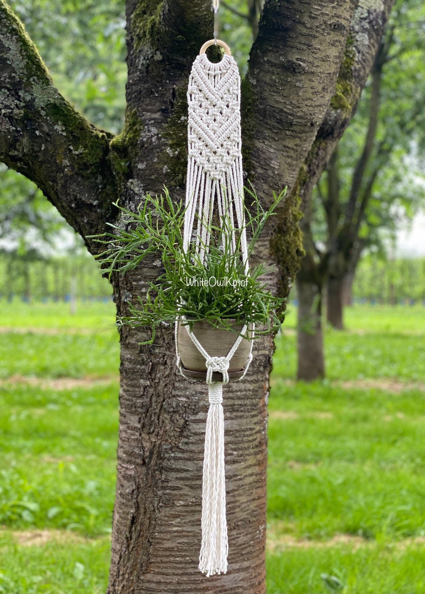 Macrame plant hanger with a pot hanging from a tree in a garden setting