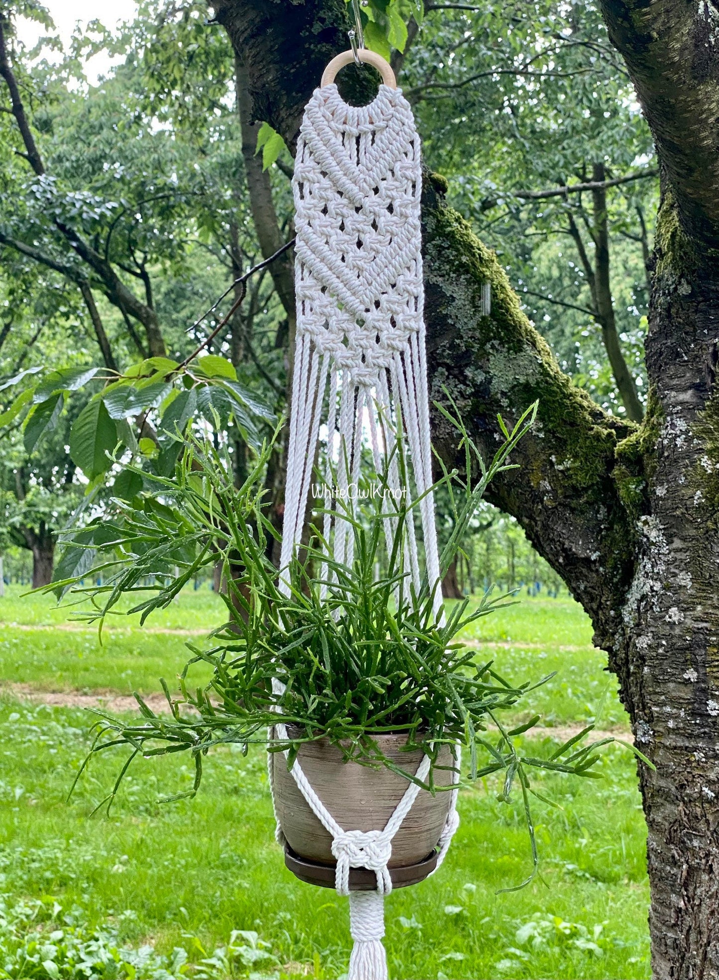 Macrame plant hanger with a plant hanging from a tree in a garden setting