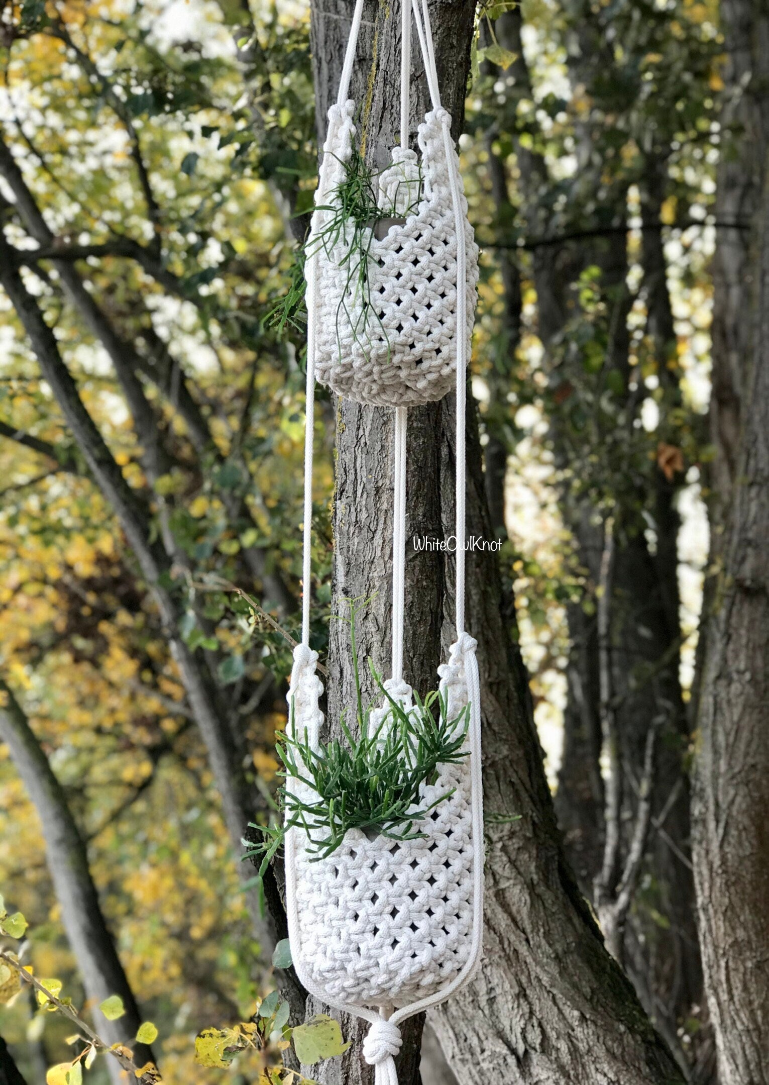 Macrame plant hangers with plants hanging from a tree