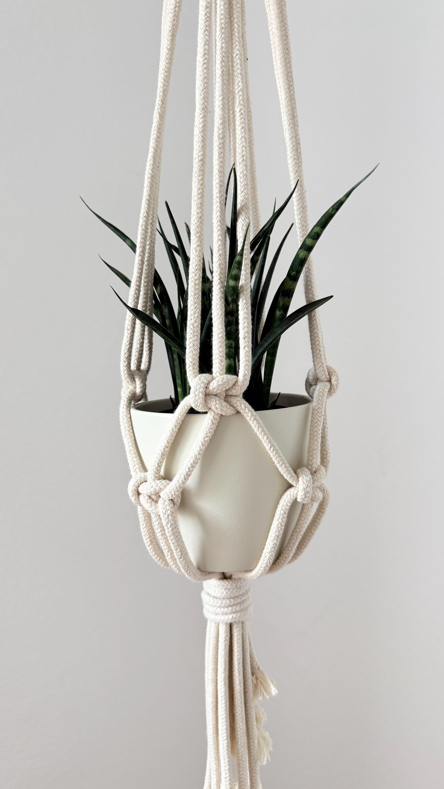 Macrame plant hanger with a potted plant on a plain background