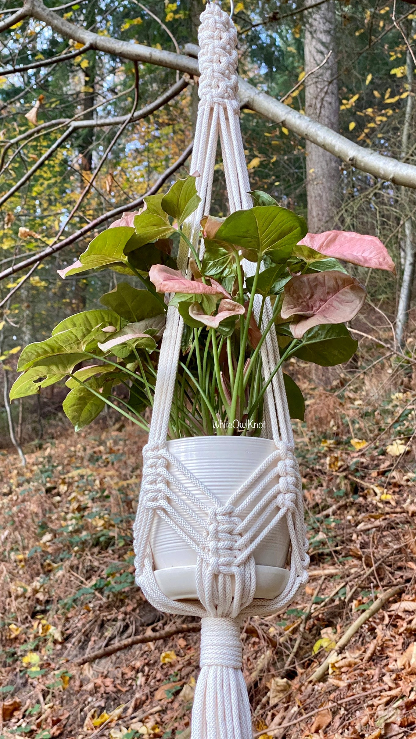 Macrame plant hanger with a plant hanging from it in a forest setting