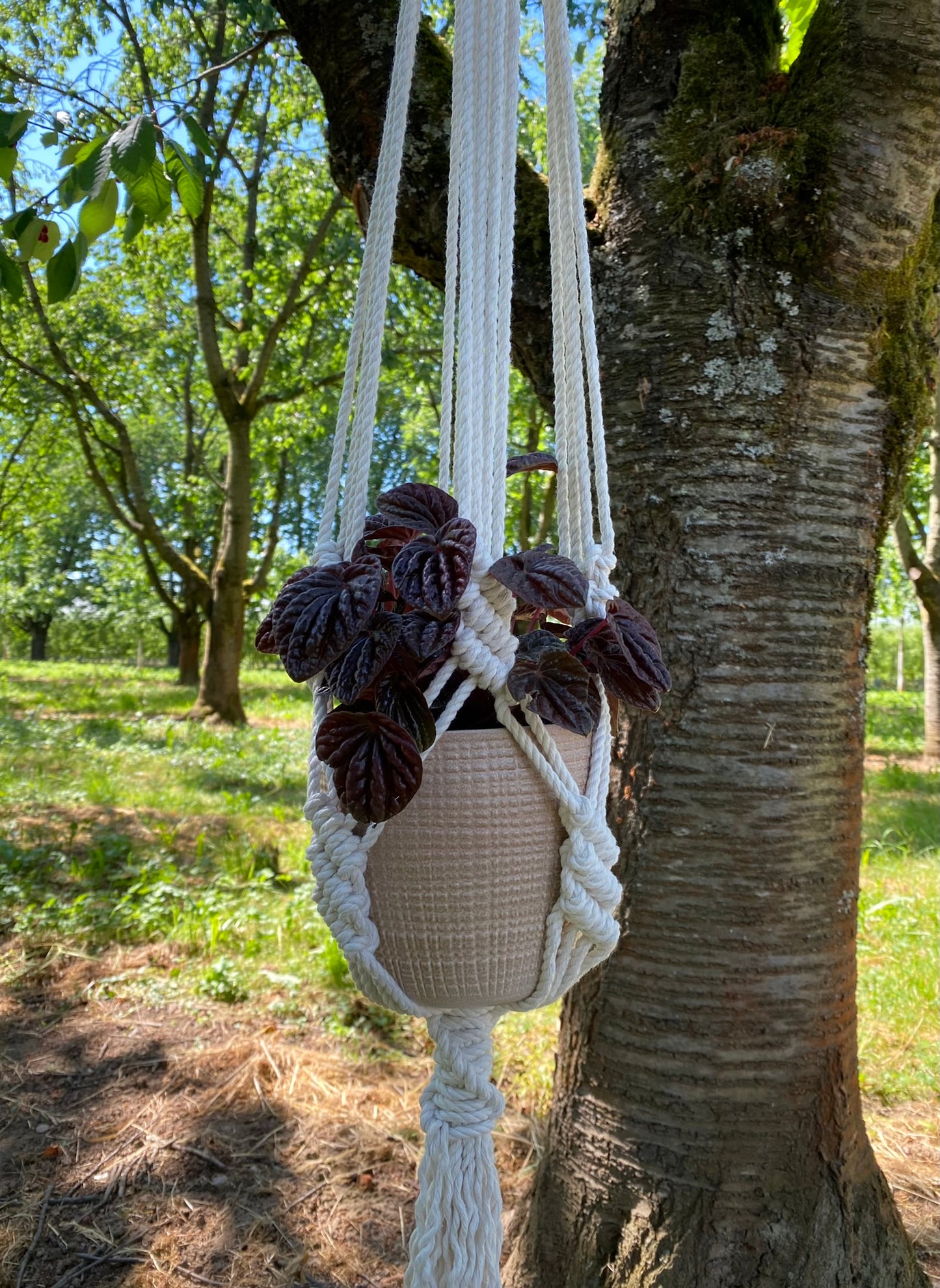 Macrame plant hanger with a plant hanging from a tree