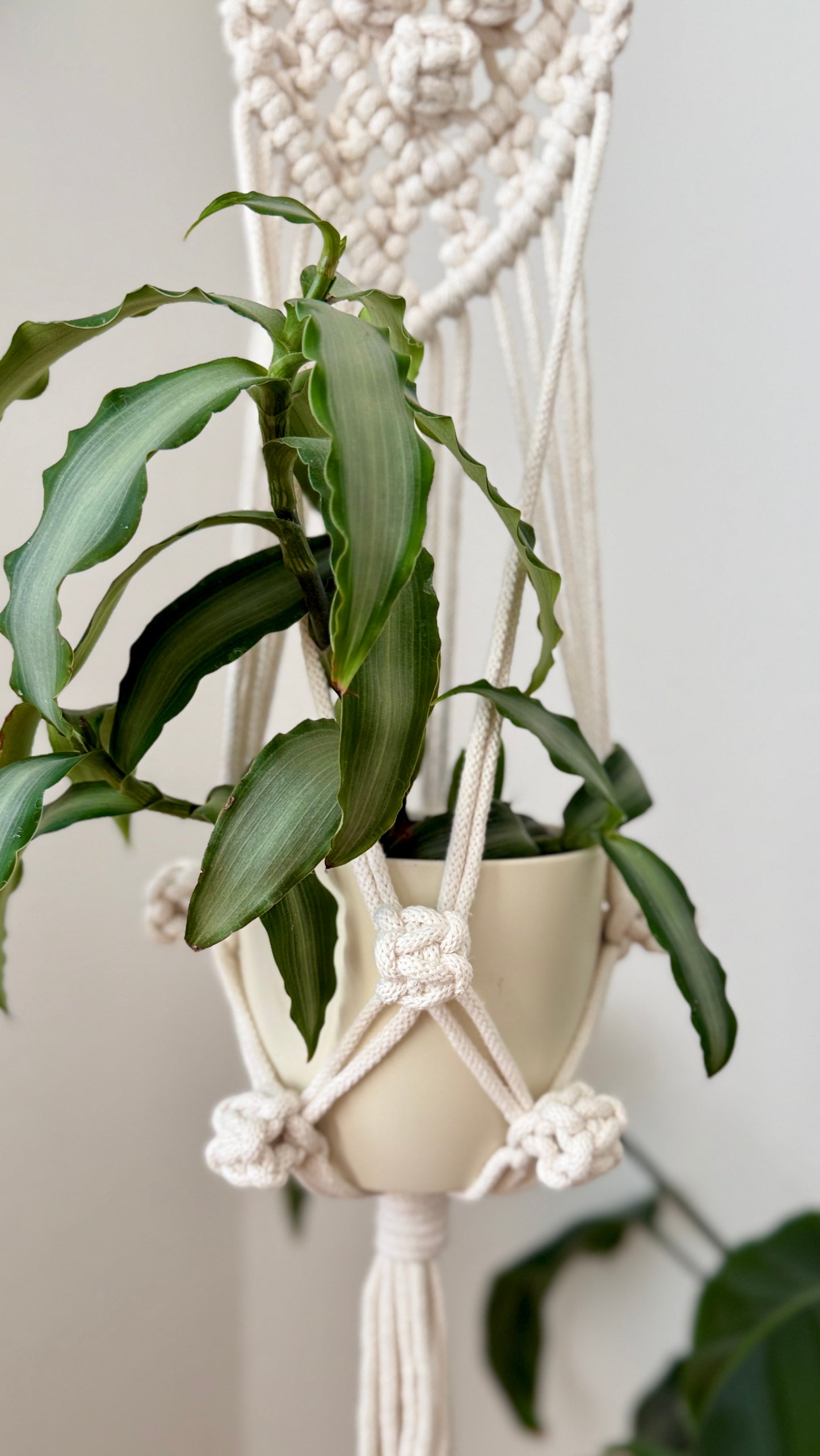 Macrame Plant Hanger PDF pattern