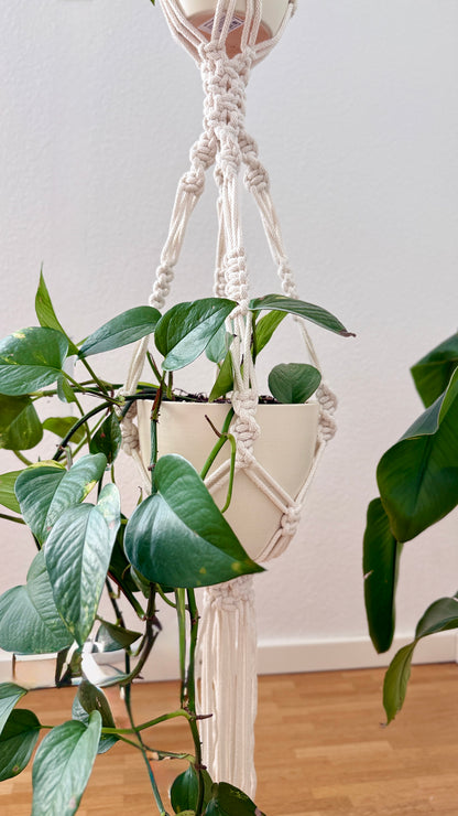 Macrame plant hanger with a potted plant against a white wall.