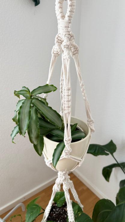 Hanging plant in a macrame holder against a white wall