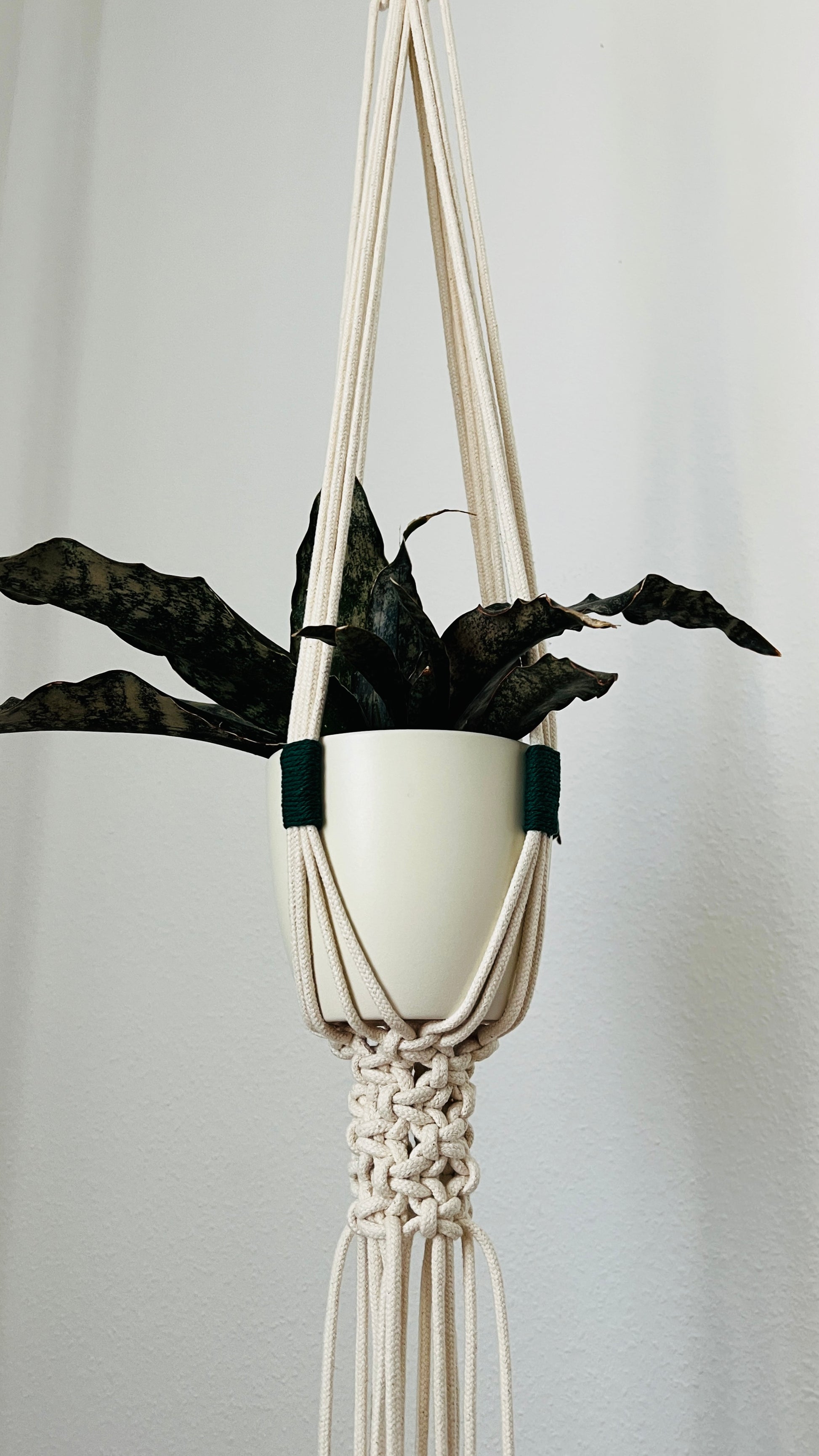 Macrame plant hanger with a white pot and dark leaves against a light gray background